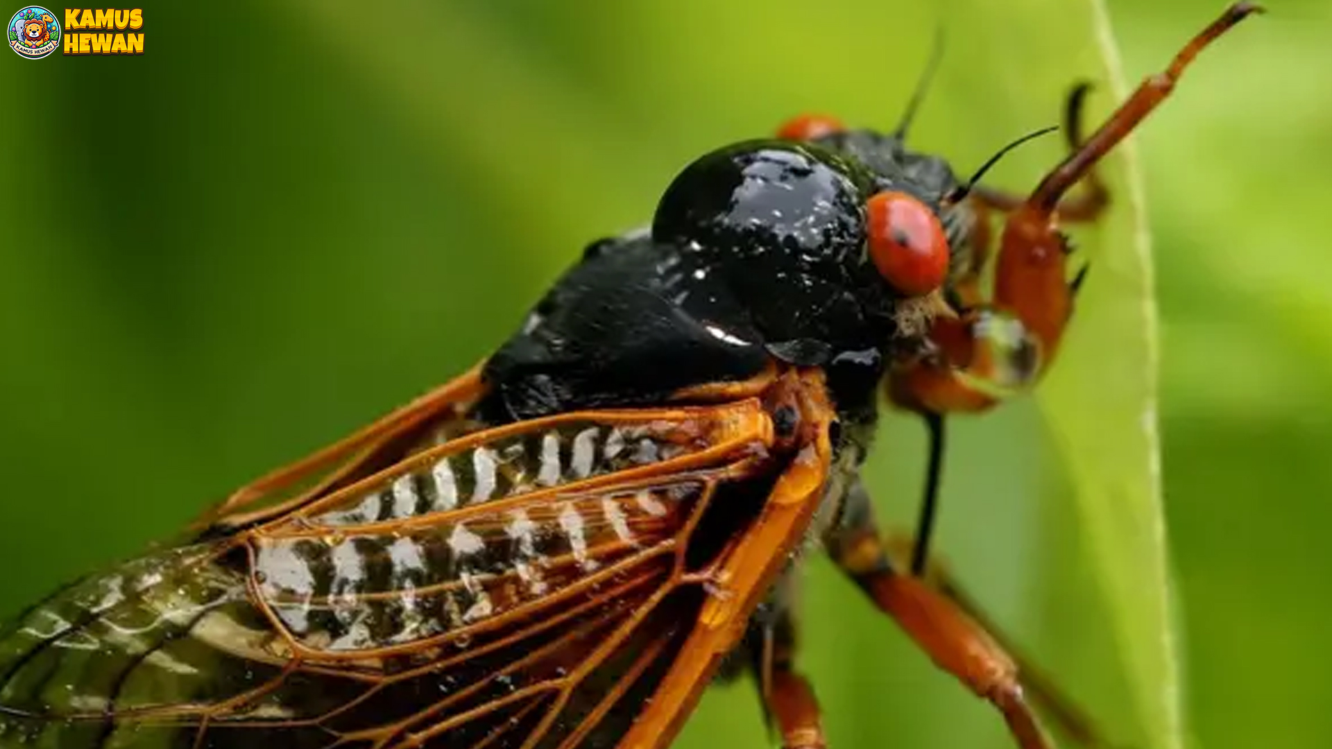 Perilaku Hewan Tonggeret: 4 Hal Unik yang Patut Diperhatikan