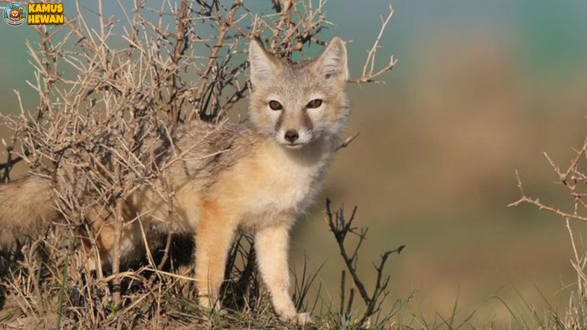 Mengenal Rubah Korsak serta 4 Kebiasaan Lucu Penuh Kejutan