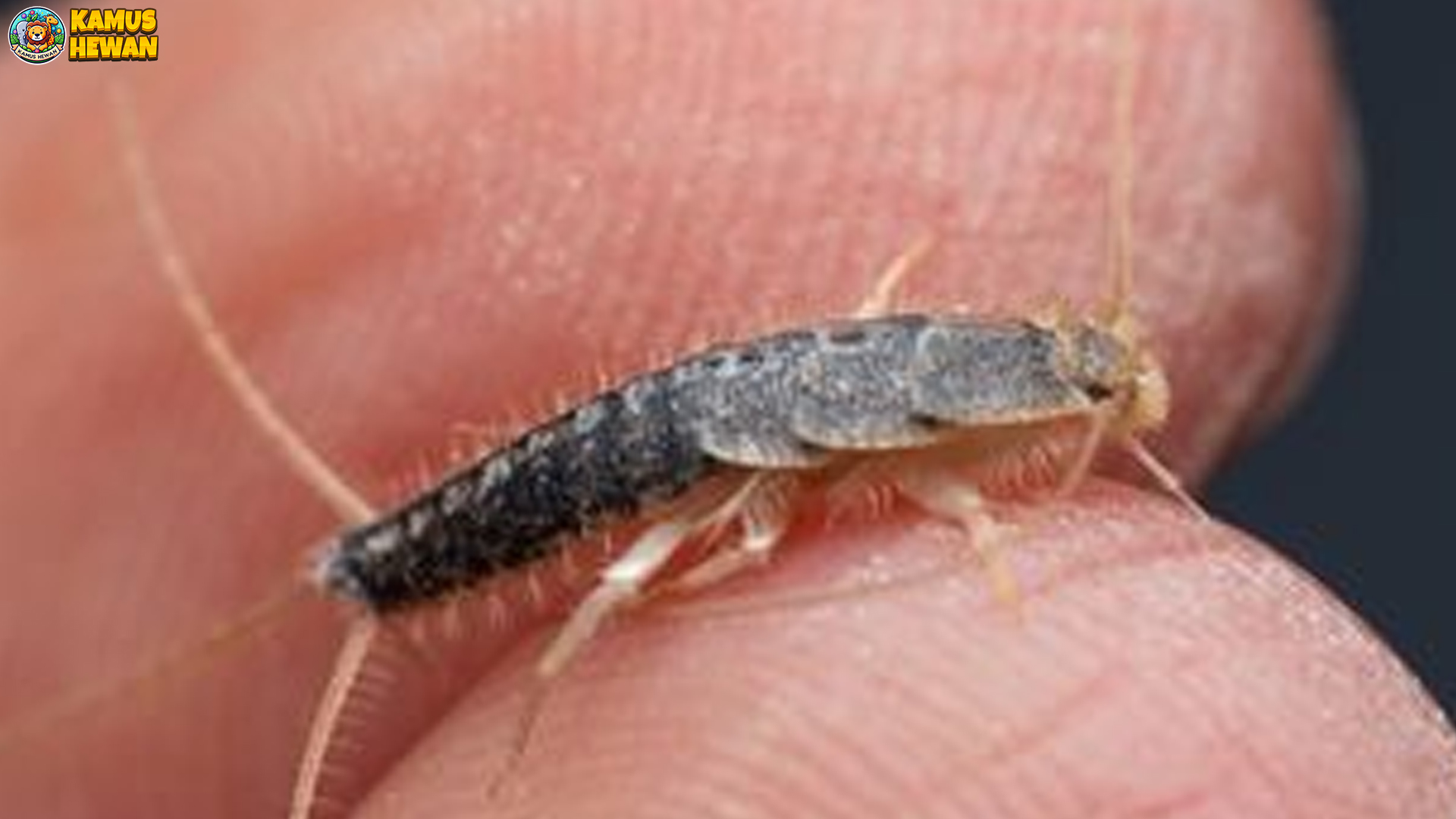 Gegat dan 5 Hal Menarik yang Tidak Banyak Diketahui