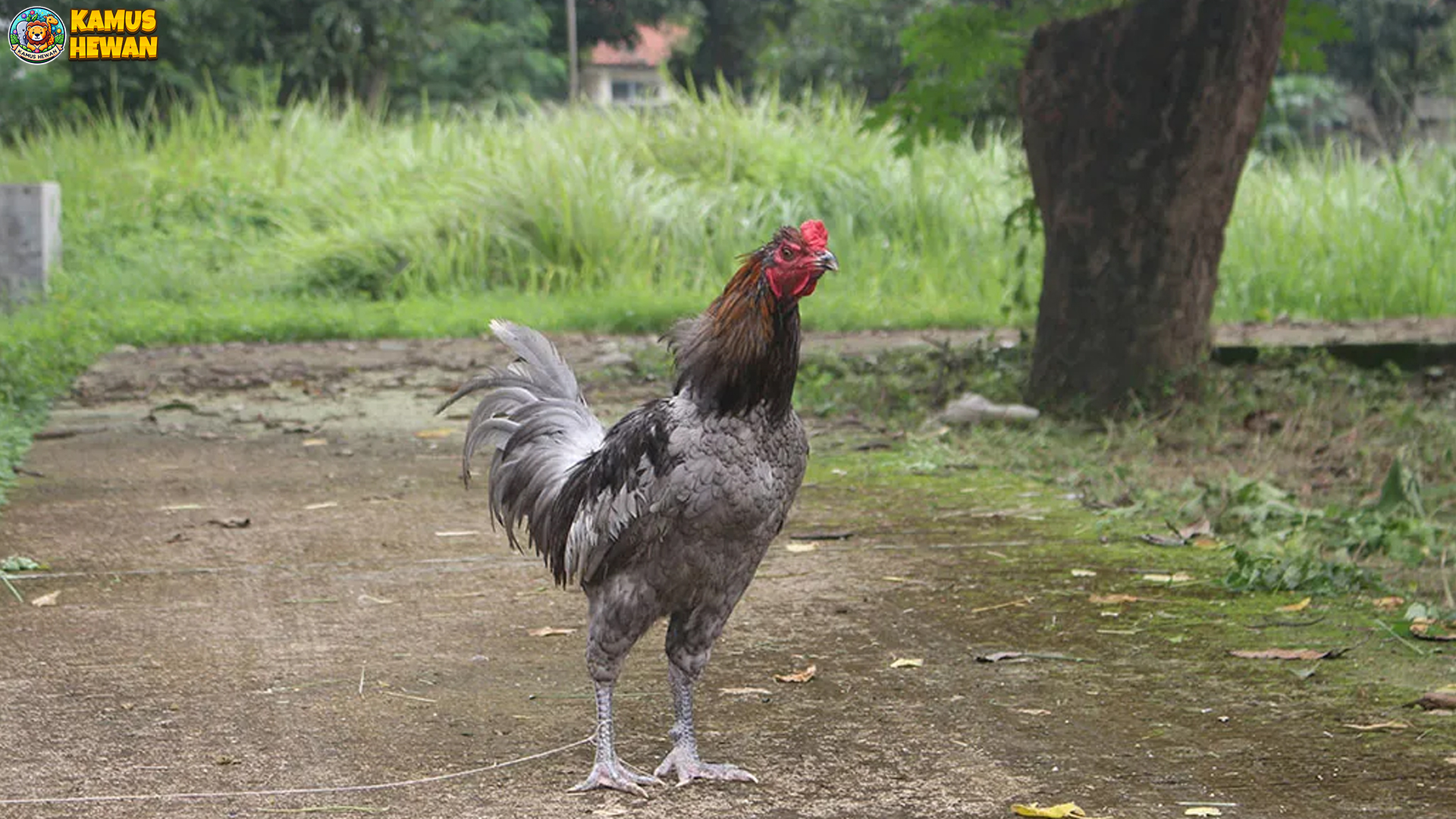 Ayam Sentul dan 3 Fakta Penting yang Jarang Dibicarakan