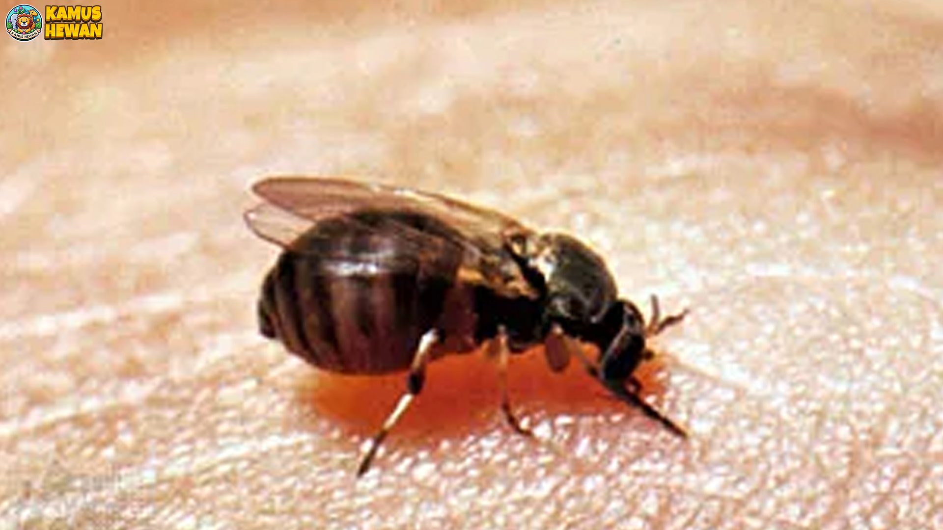 Simuliidae Membawa 3 Cerita Menarik dari Dunia Hewan Kecil