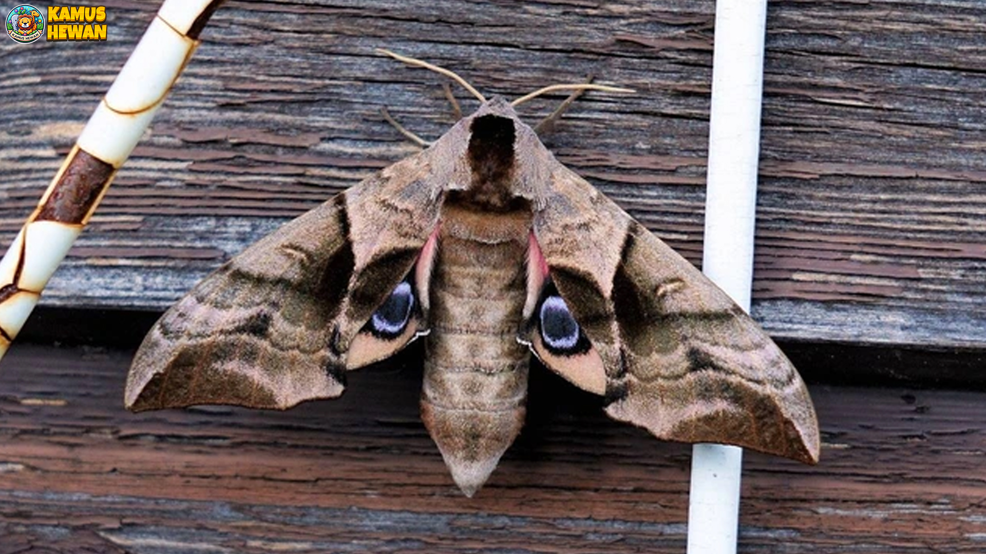 Rahasia Ngengat dengan 5 Kebiasaan yang Mengejutkan