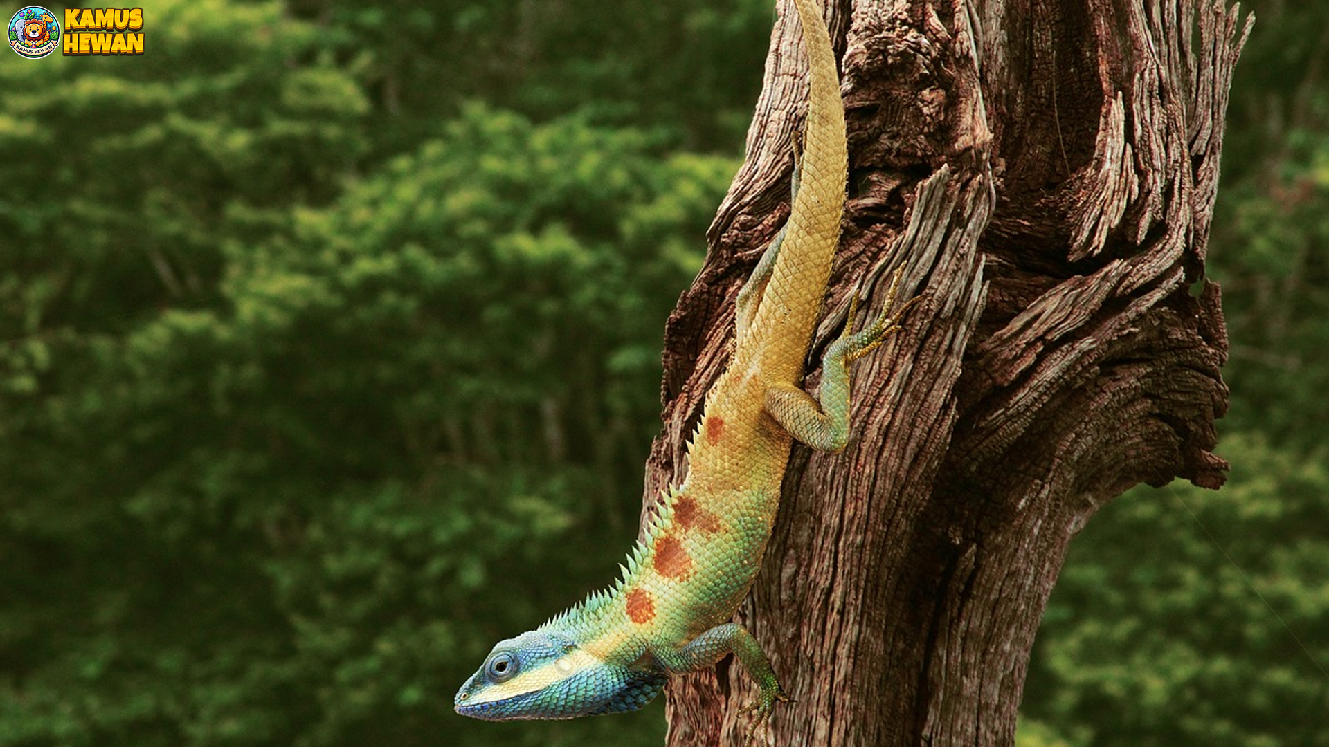 Rahasia Bunglon Hutan dan 5 Cara Adaptasinya di Rimba