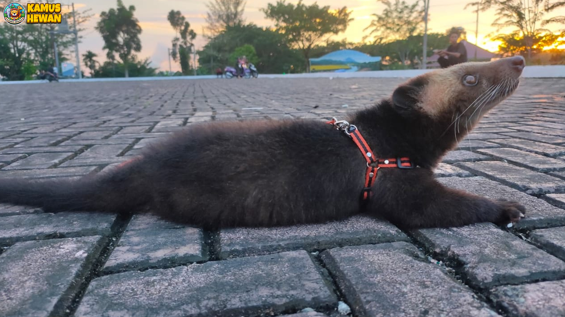 Musang Bulan dan 3 Cara Mereka Beradaptasi di Alam Liar