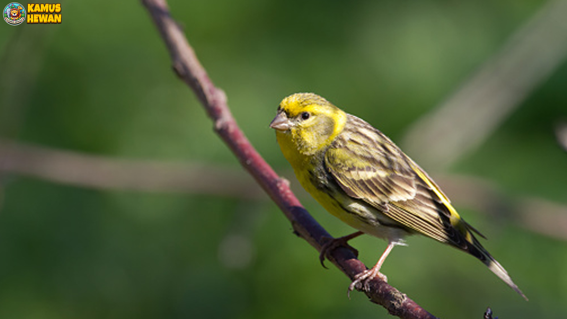 Keindahan Burung Serinus dan 5 Fakta Unik yang Wajib Dicatat