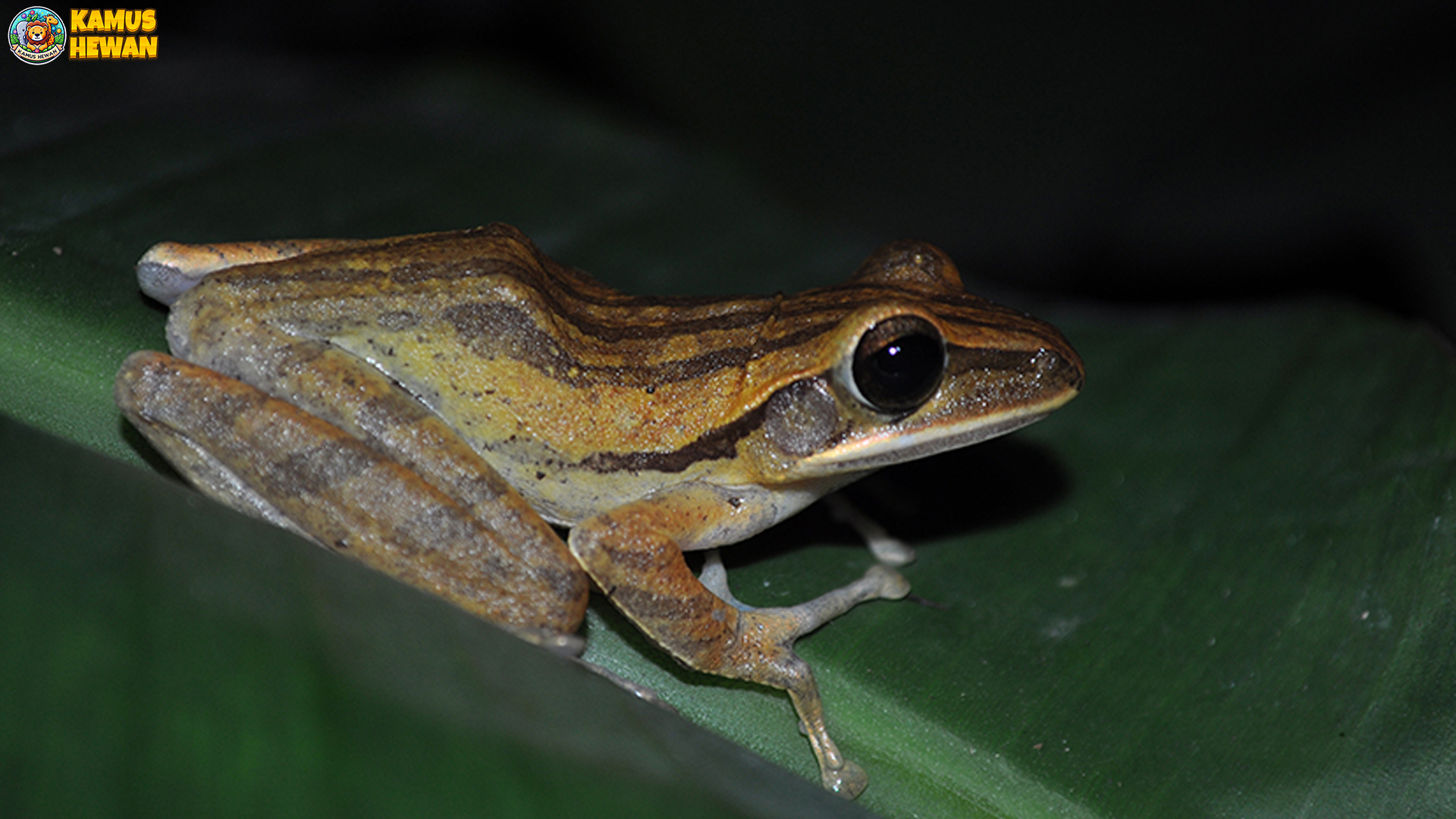 Katak Pohon Bergaris: 4 Alasan Mengapa Ia Dijuluki Makhluk Ajaib