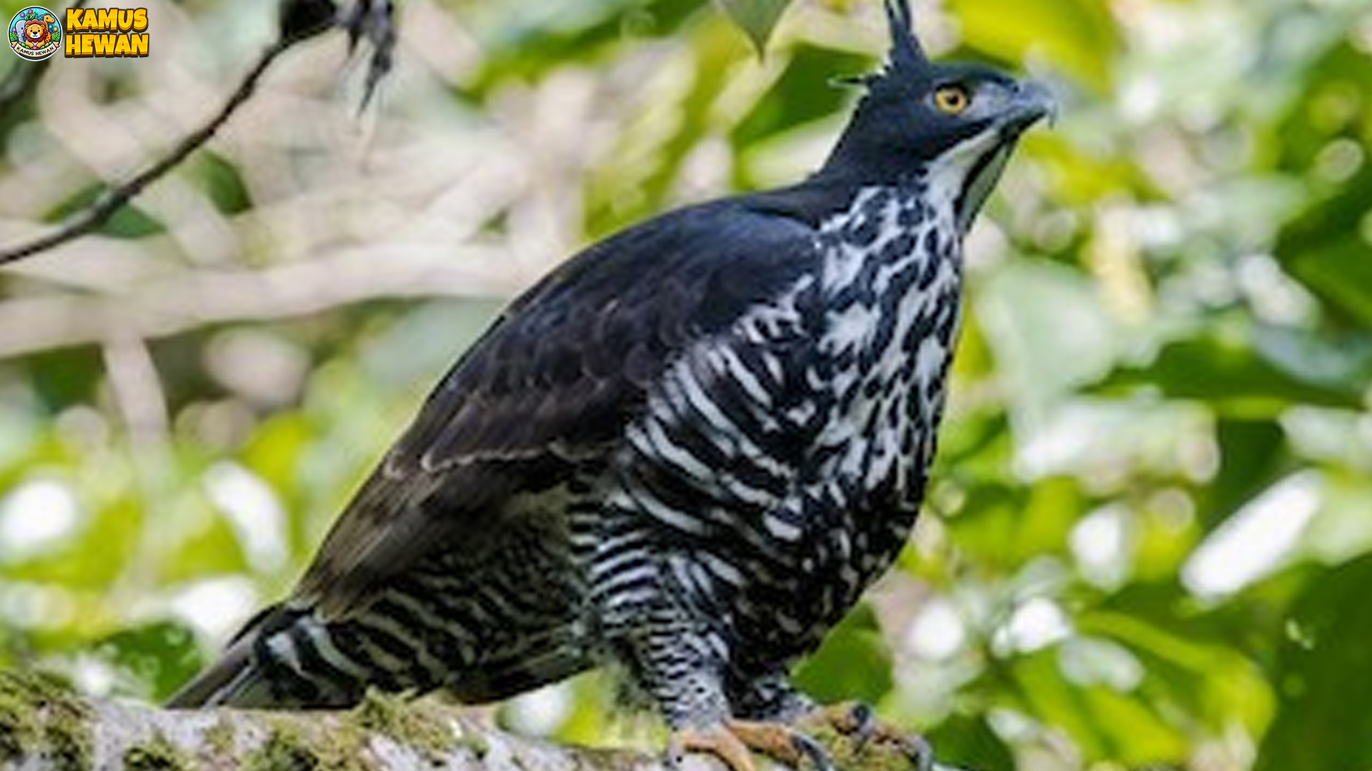 Dari Sarang hingga Terbang: 3 Proses Hidup Elang Gunung 3 Dari Sarang hingga Terbang: 3 Proses Hidup Elang Gunung