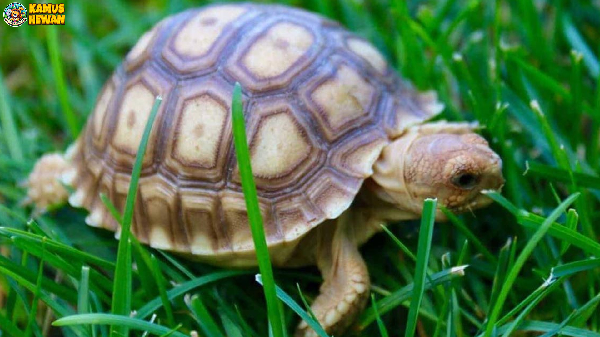 Kura-kura Darat Sejati dalam 4 Aspek Penting yang Perlu Tahu