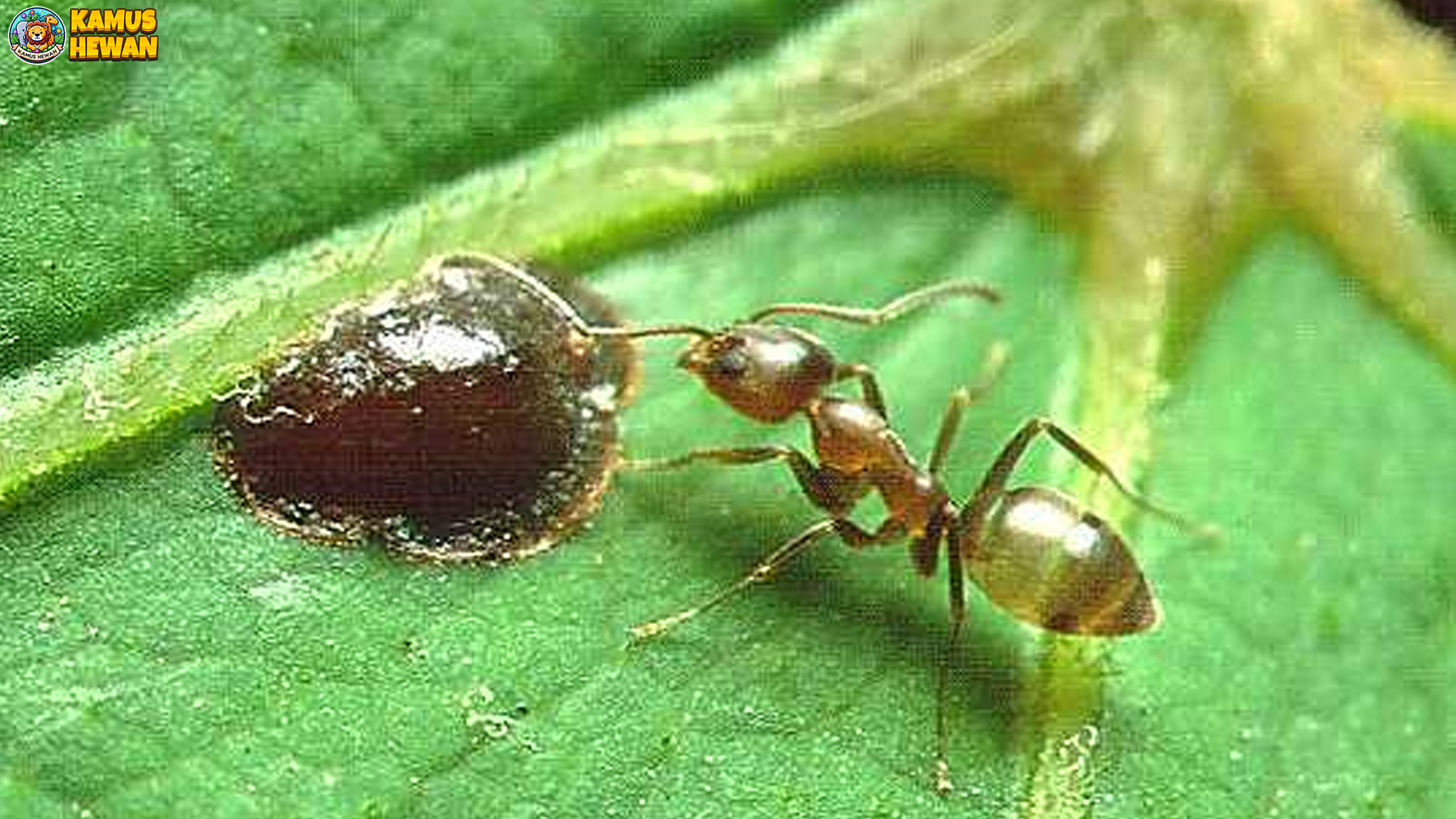 Semut Argentina: 4 Rahasia Sosial yang Membuat Mereka Hebat