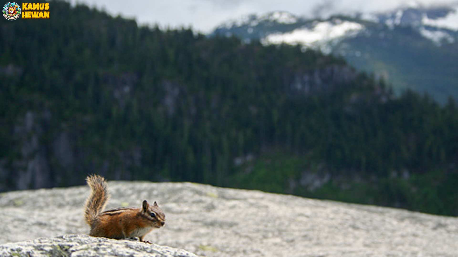 Perjalanan Tupai Gunung: 4 Strategi Bertahan di Pegunungan