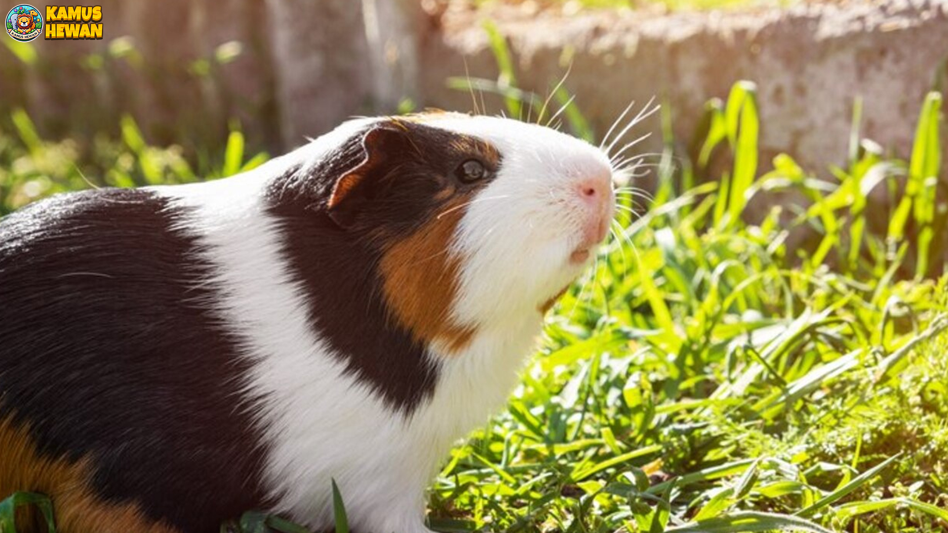 Perjalanan Hidup Hamster Eropa dalam 3 Tahapan Menarik 3 Perjalanan Hidup Hamster Eropa dalam 3 Tahapan Menarik