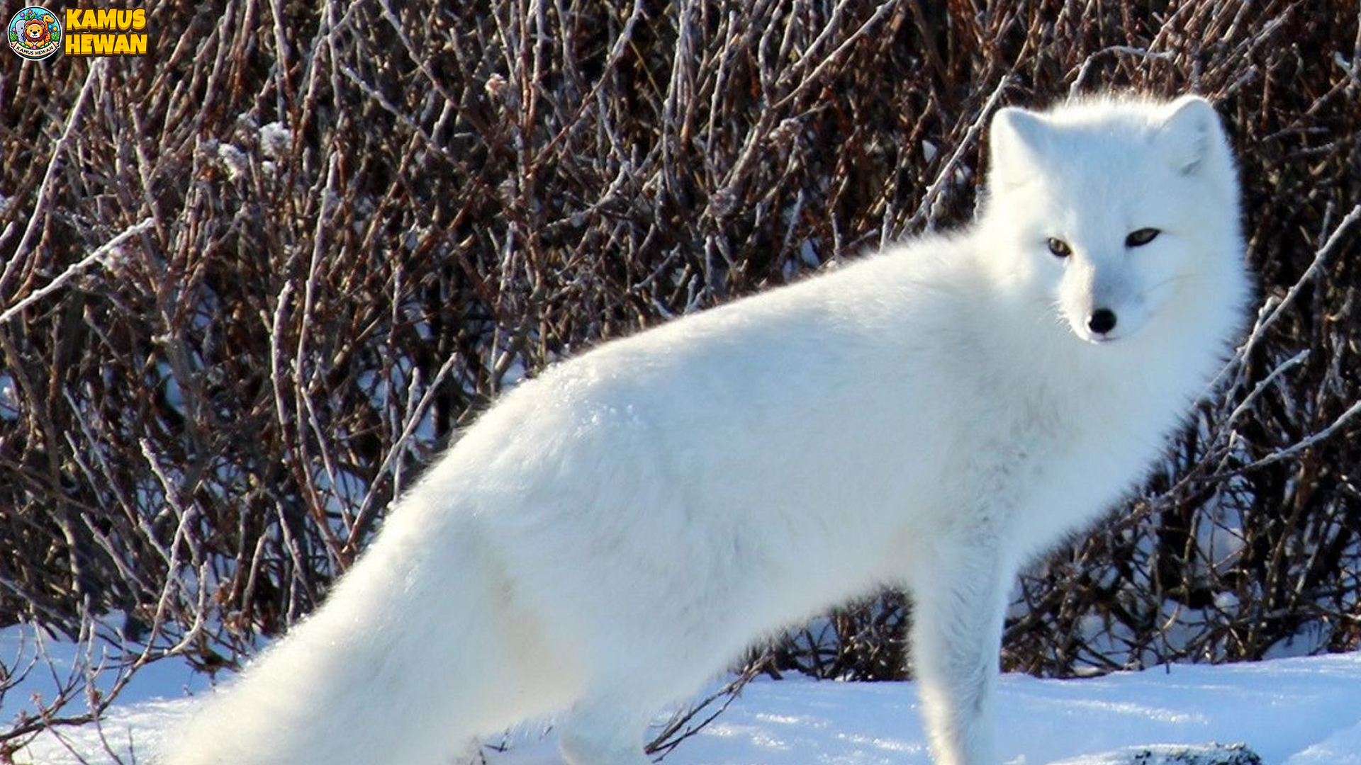 Rubah Arktik Menyimpan 4 Kekuatan Alami yang Mengagumkan 4 Rubah Arktik Menyimpan 4 Kekuatan Alami yang Mengagumkan