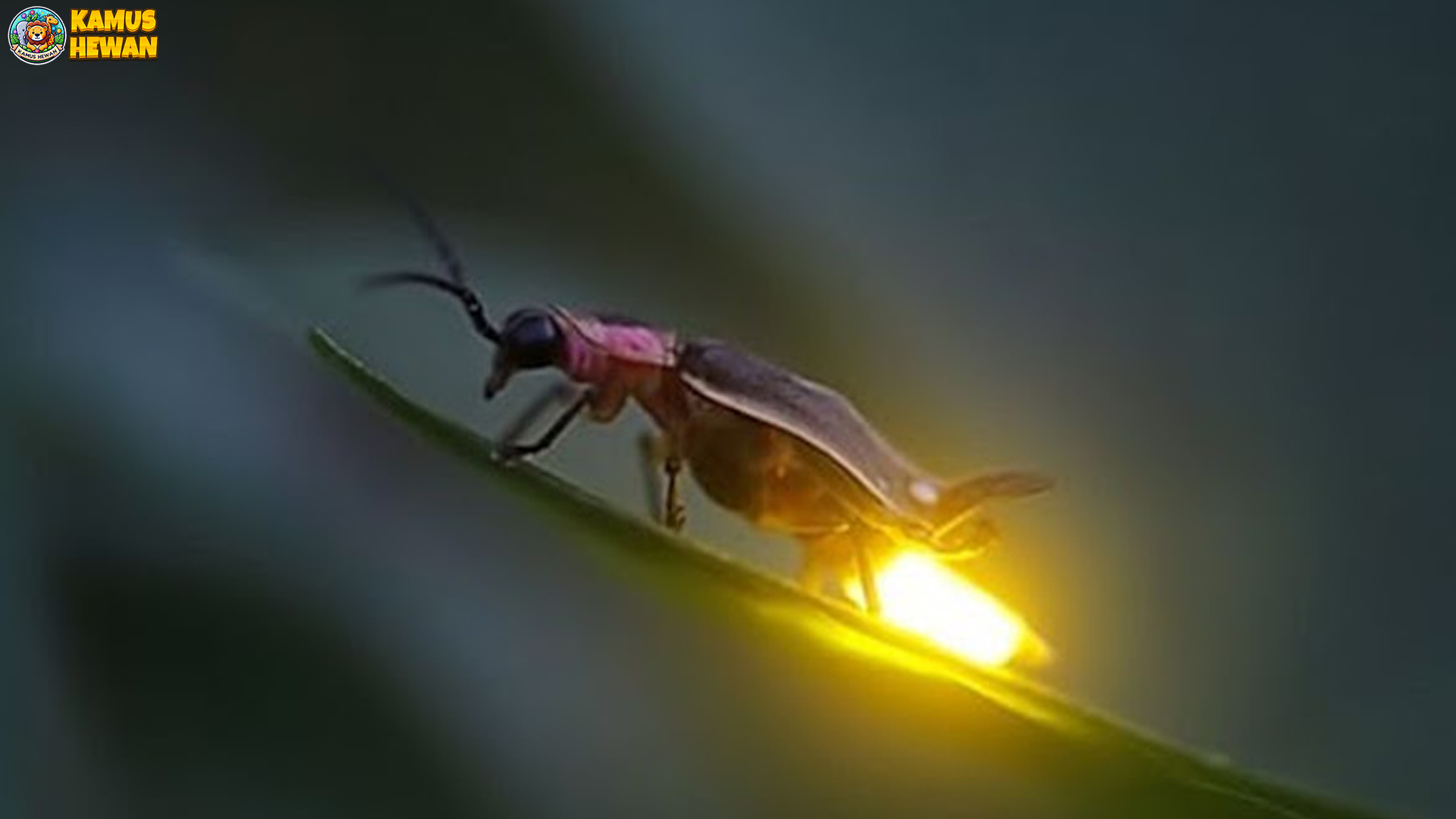 Menilik Kunang-kunang dan 3 Rahasia Kilauan Cahaya
