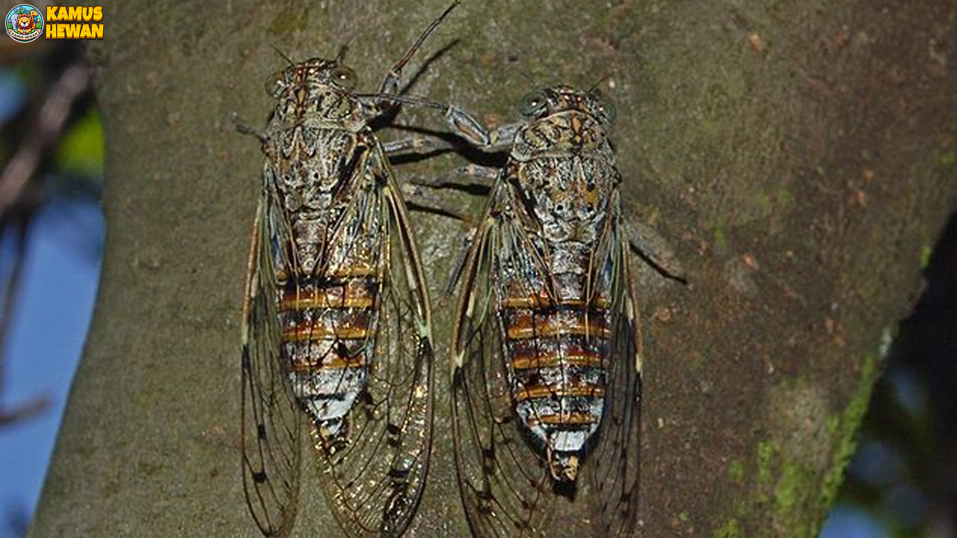 Perilaku Hewan Tonggeret: 4 Hal Unik yang Patut Diperhatikan