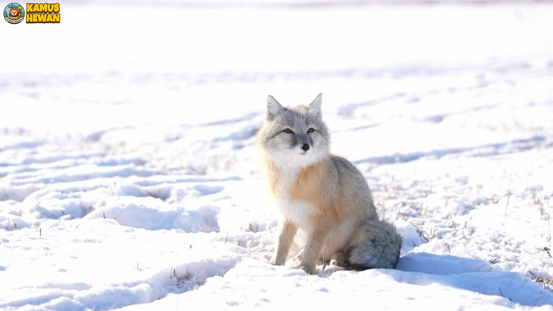 Mengenal Rubah Korsak serta 4 Kebiasaan Lucu Penuh Kejutan