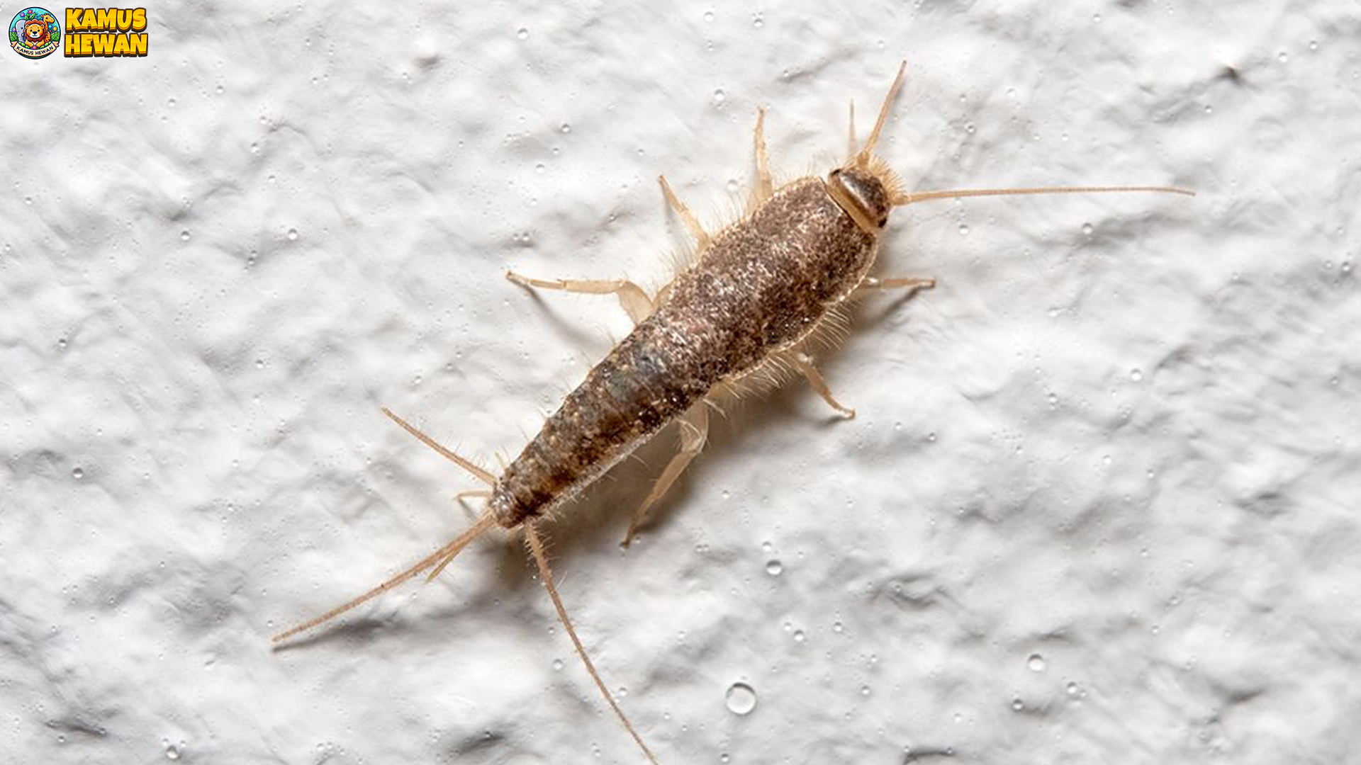 Gegat dan 5 Hal Menarik yang Tidak Banyak Diketahui