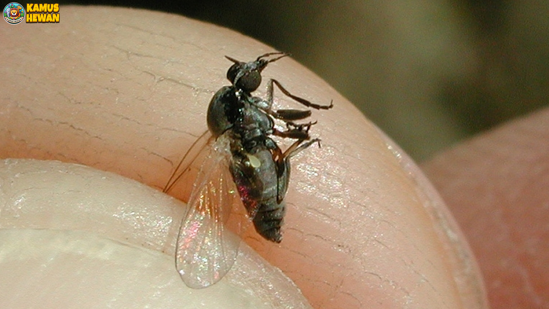 Simuliidae Membawa 3 Cerita Menarik dari Dunia Hewan Kecil