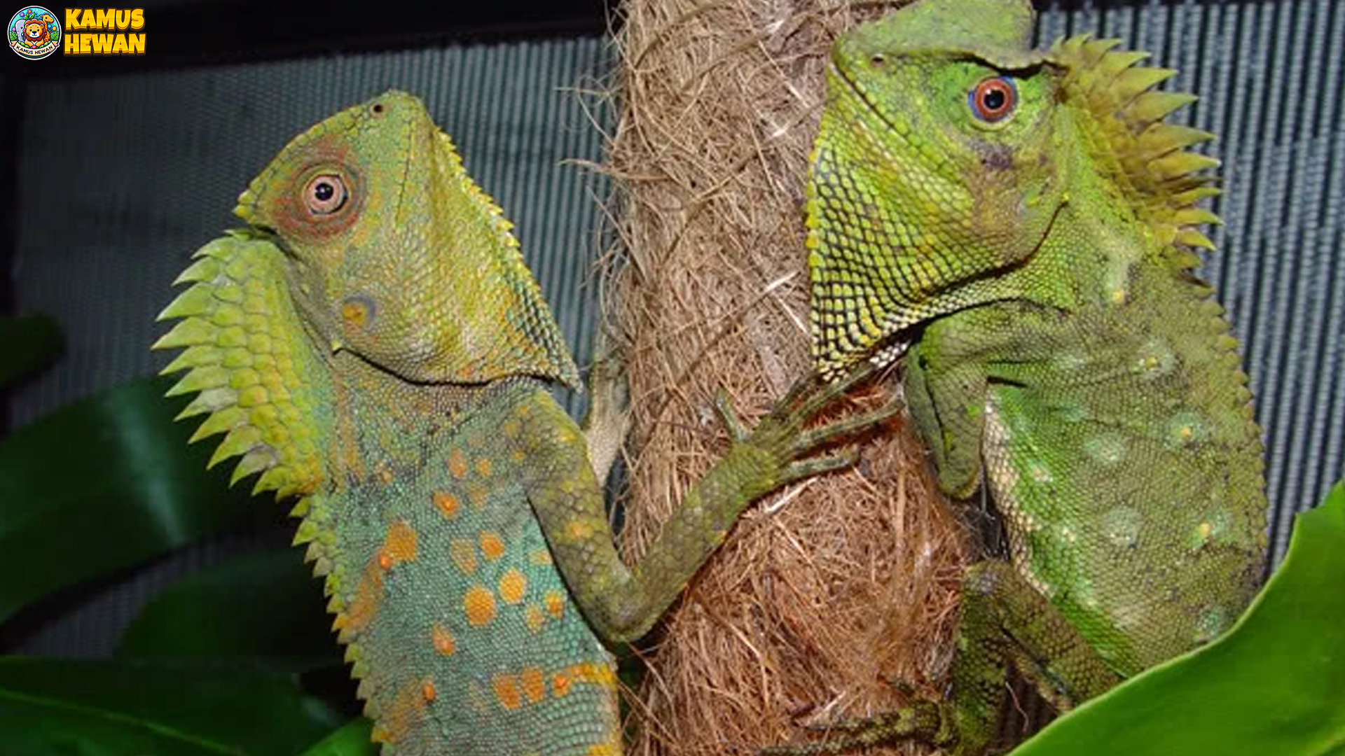 Rahasia Bunglon Hutan dan 5 Cara Adaptasinya di Rimba