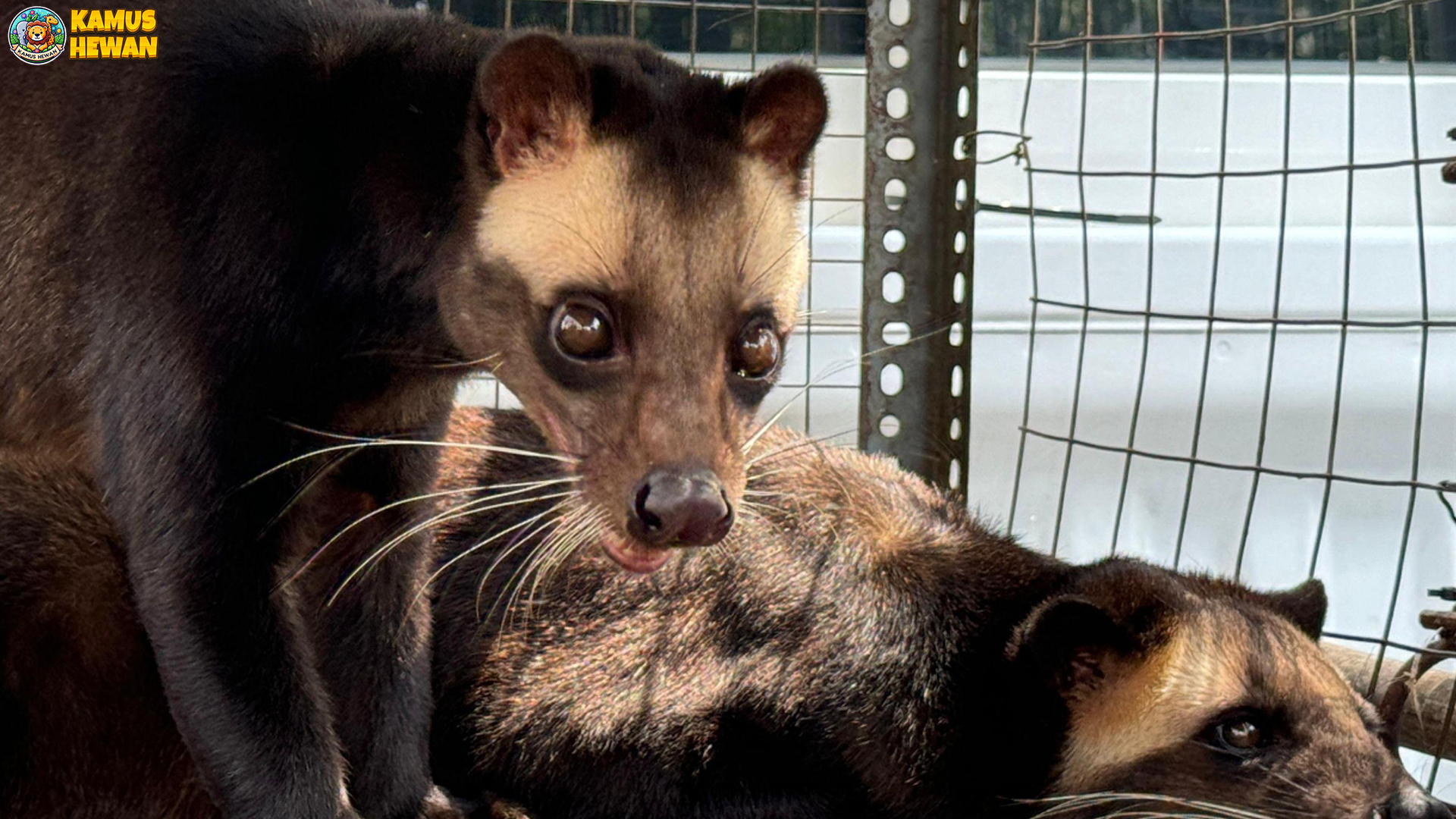 Musang Bulan dan 3 Cara Mereka Beradaptasi di Alam Liar