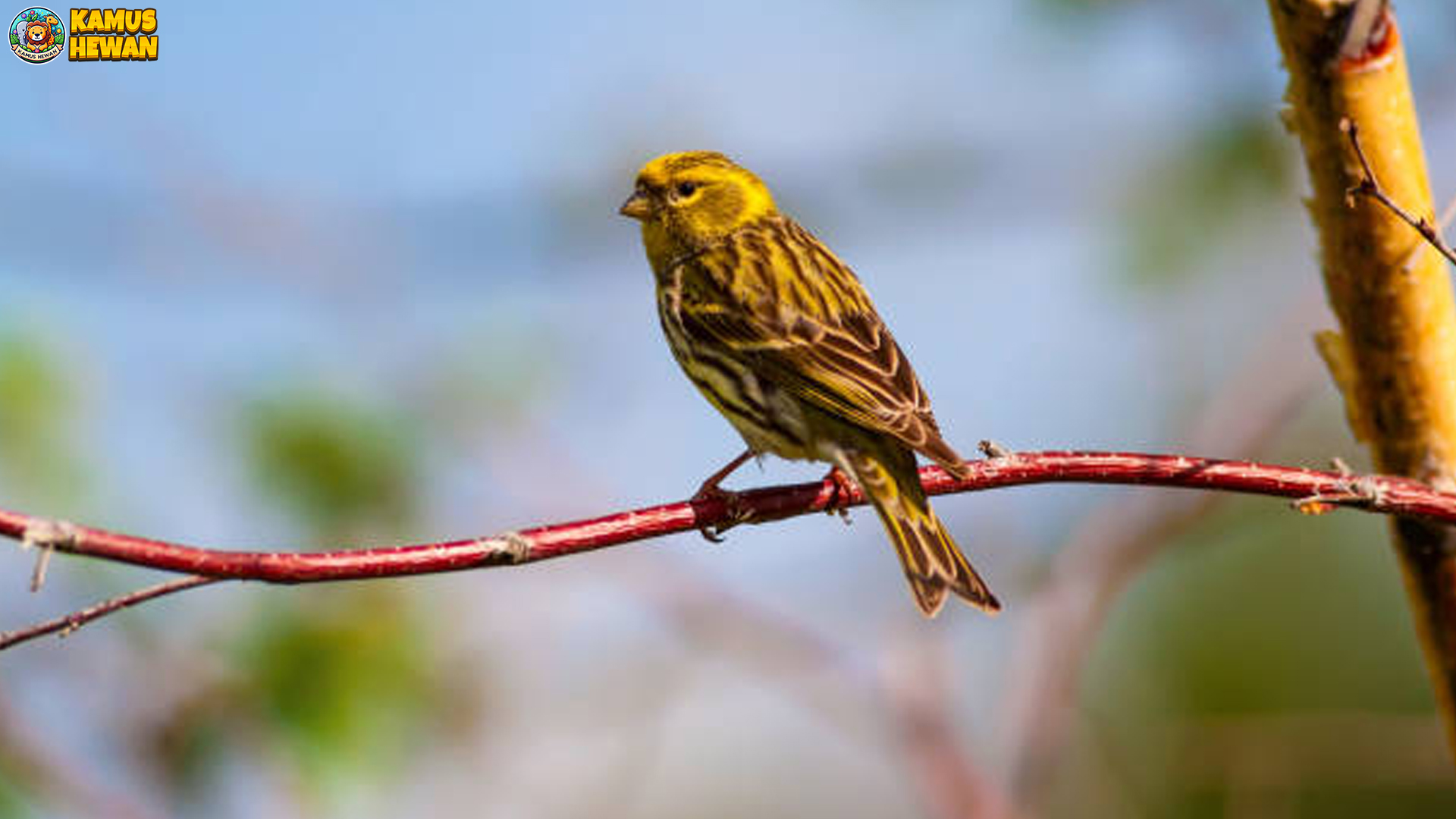 Keindahan Burung Serinus dan 5 Fakta Unik yang Wajib Dicatat