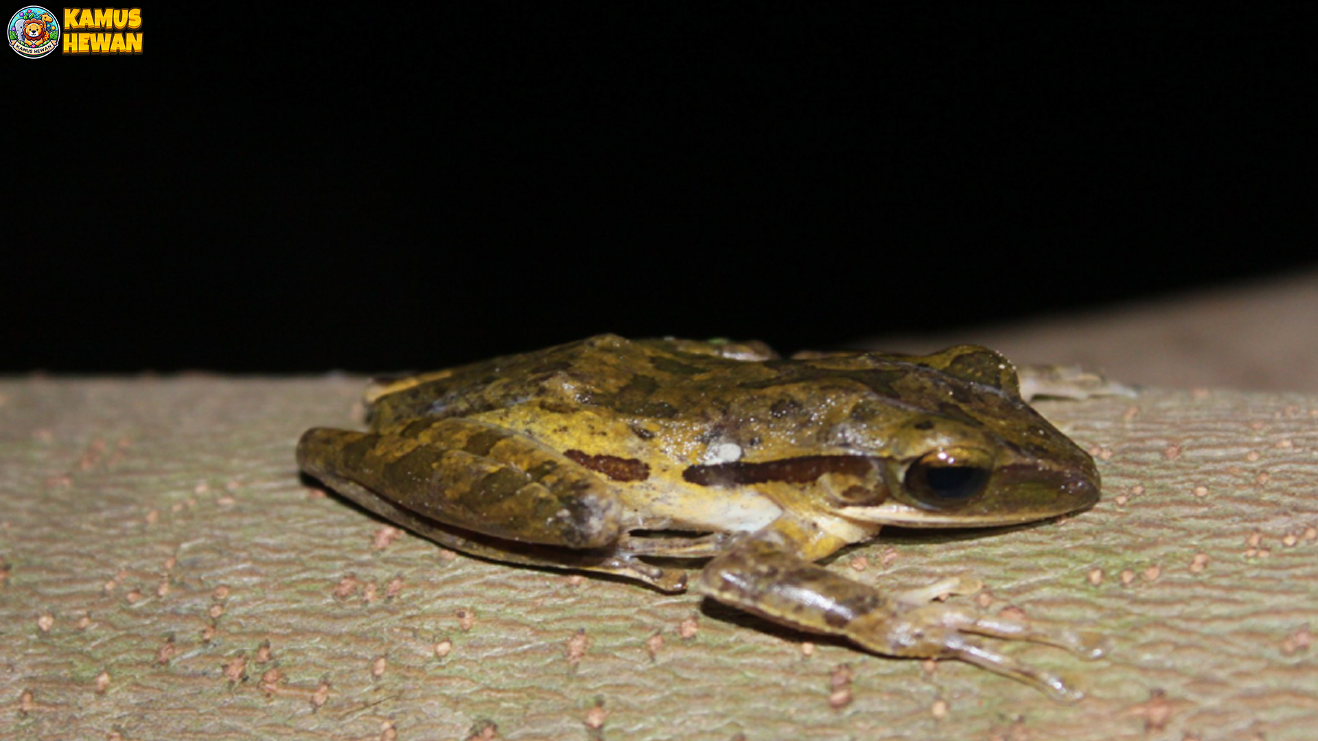 Katak Pohon Bergaris: 4 Alasan Mengapa Ia Dijuluki Makhluk Ajaib