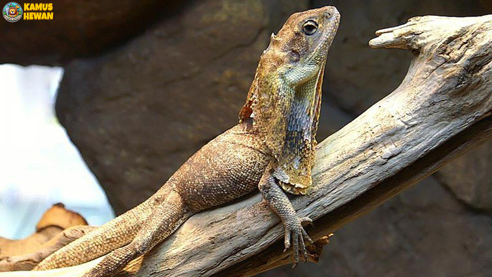 Mengenal Soa Payung: 3 Fakta Menarik tentang Reptil Langka Ini