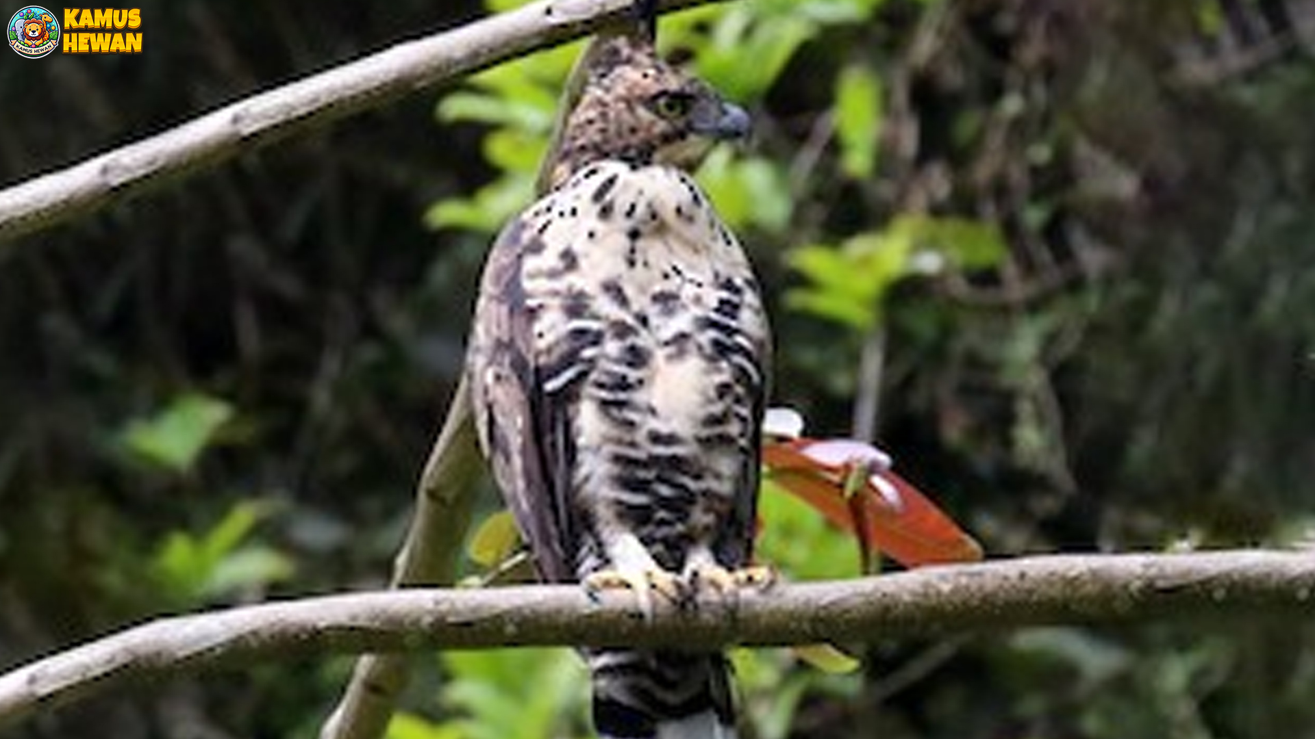 Dari Sarang hingga Terbang: 3 Proses Hidup Elang Gunung 4 Dari Sarang hingga Terbang: 3 Proses Hidup Elang Gunung