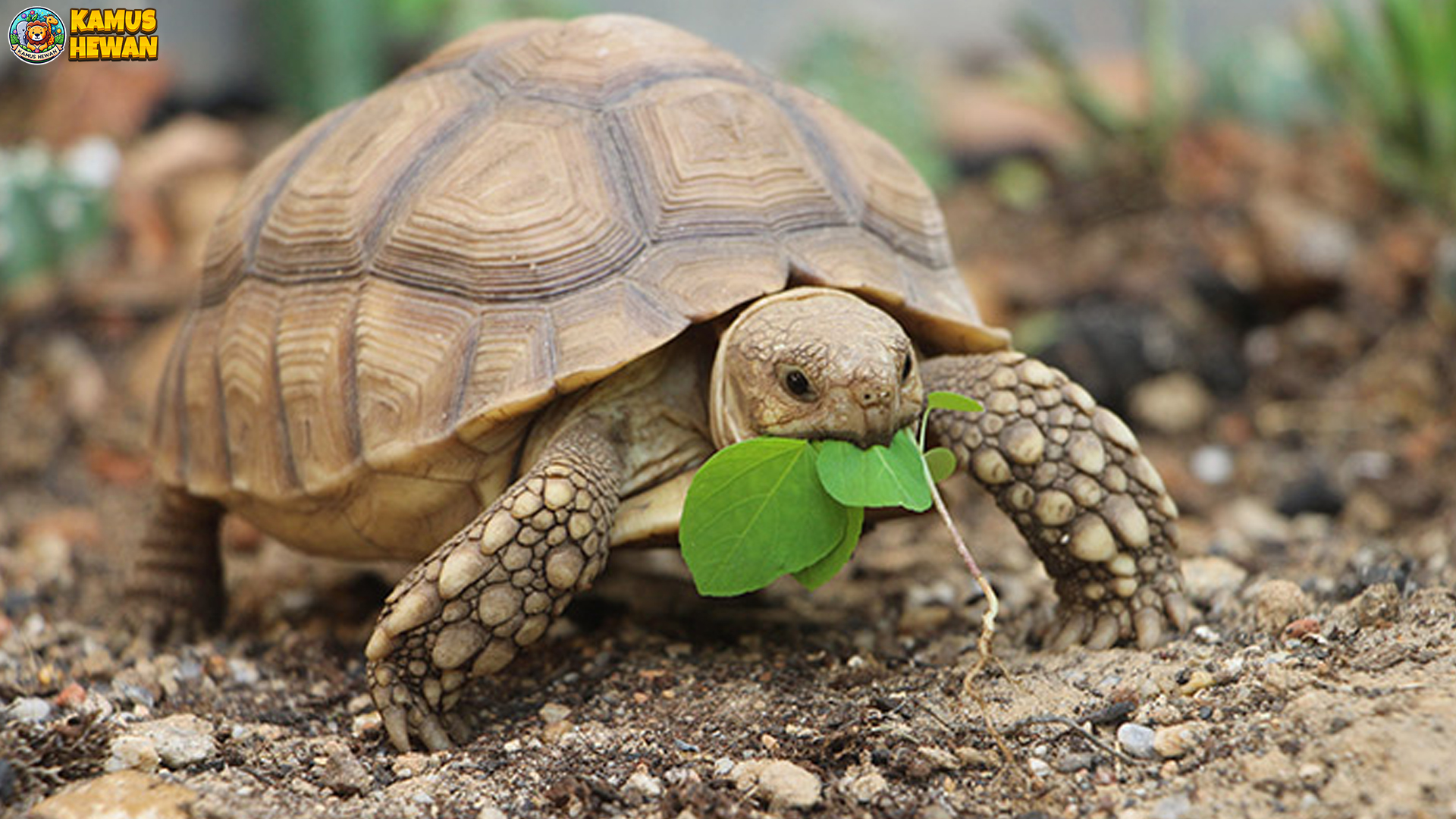 Kura-kura Darat Sejati dalam 4 Aspek Penting yang Perlu Tahu