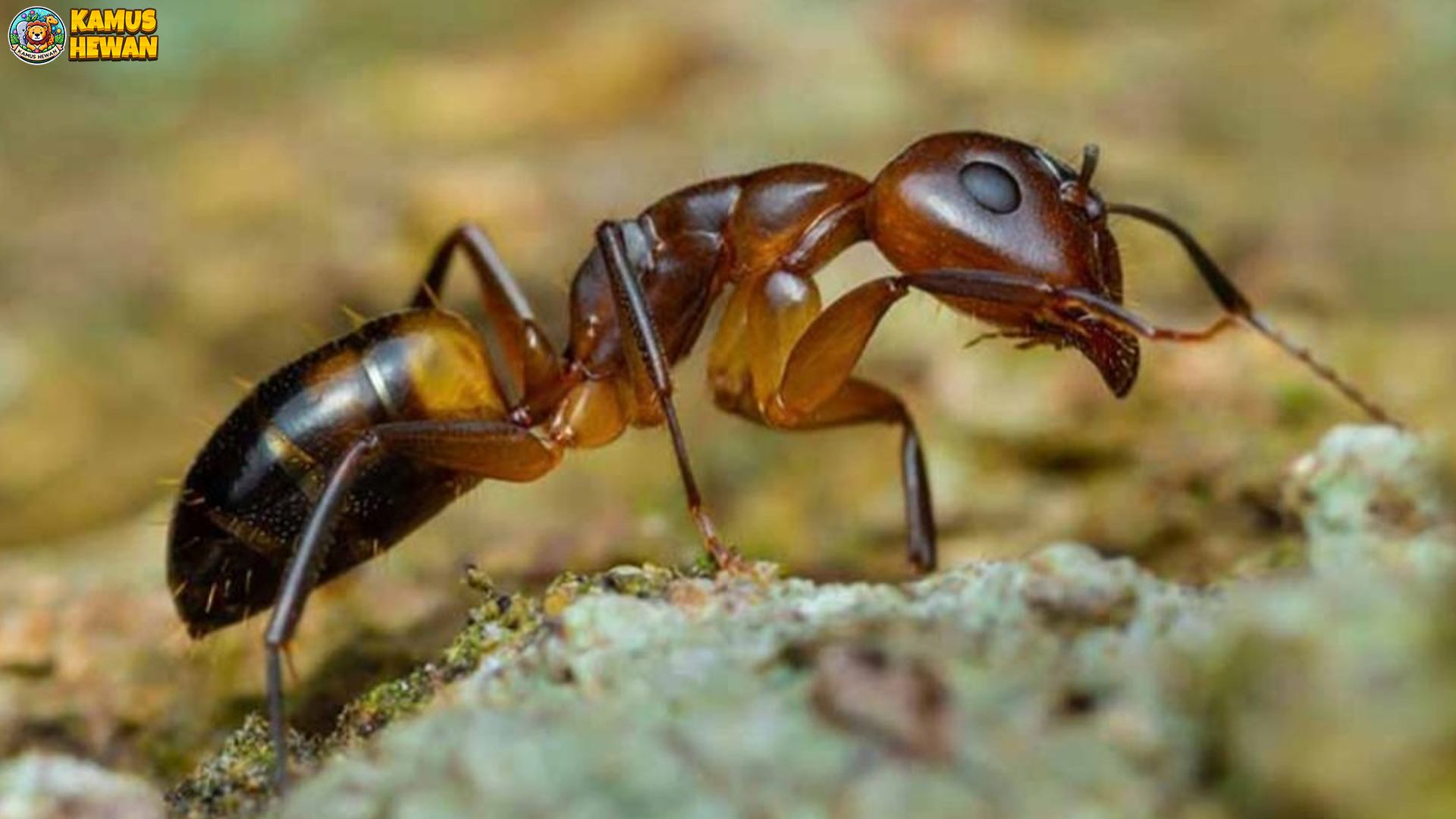 Semut Argentina: 4 Rahasia Sosial yang Membuat Mereka Hebat