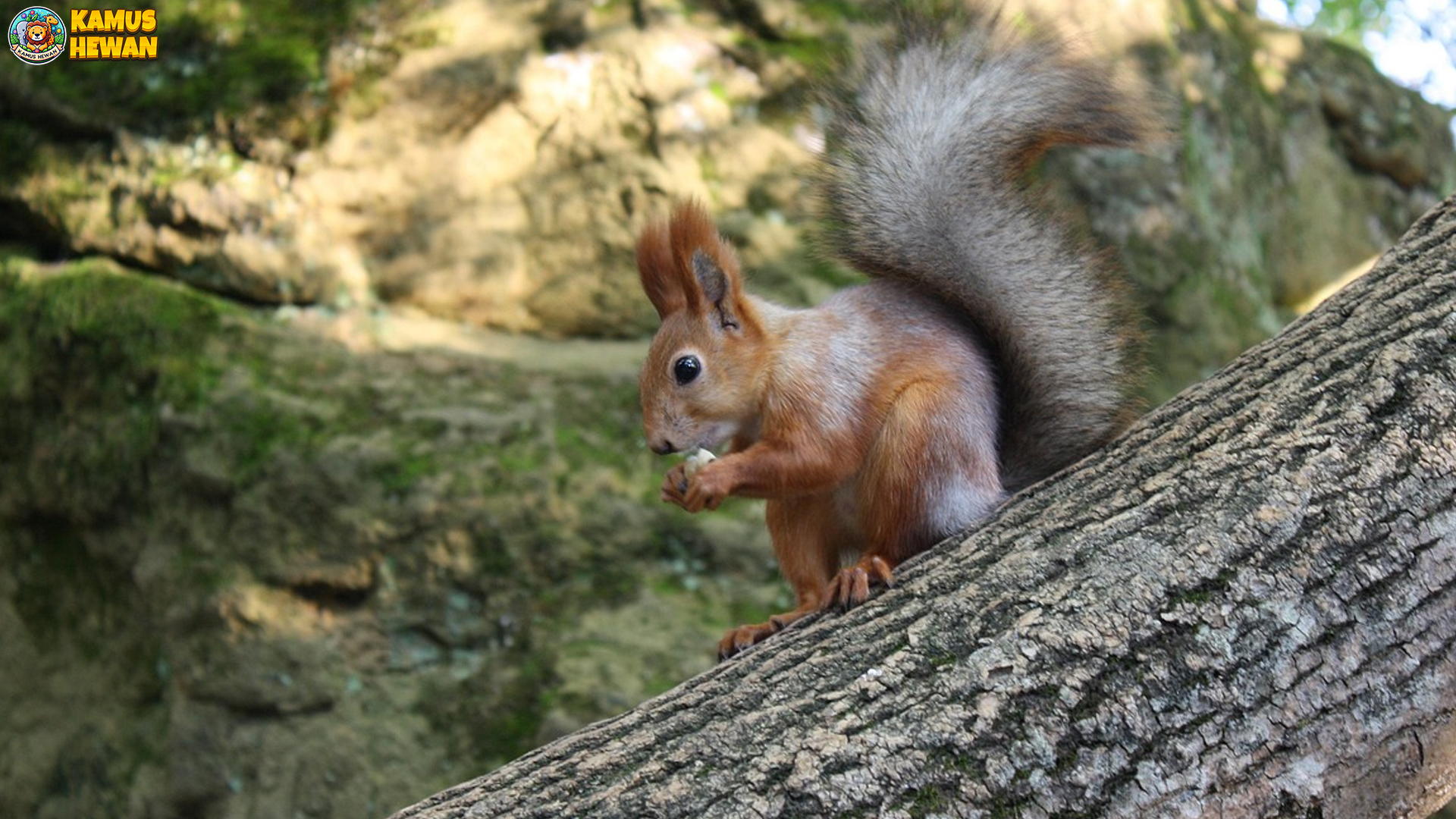 Perjalanan Tupai Gunung: 4 Strategi Bertahan di Pegunungan