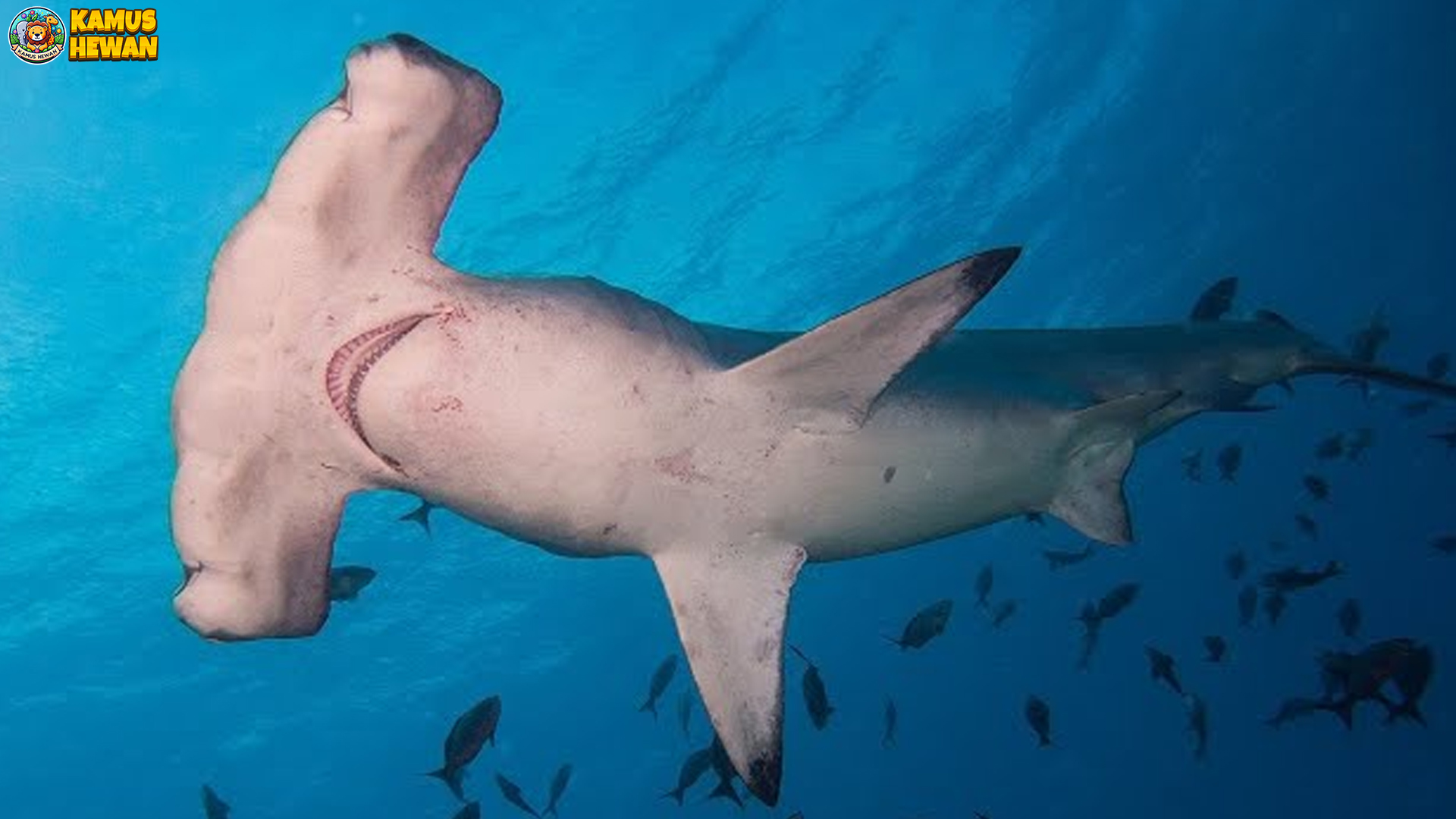 4 Habitat Baru Ikan Cucut Ronggeng yang Perlu Dilestarikan