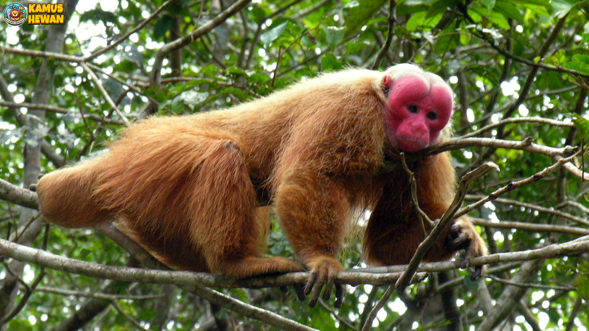Uakari Botak dan 4 Keunikan Fisik yang Membuat Mereka Spesial