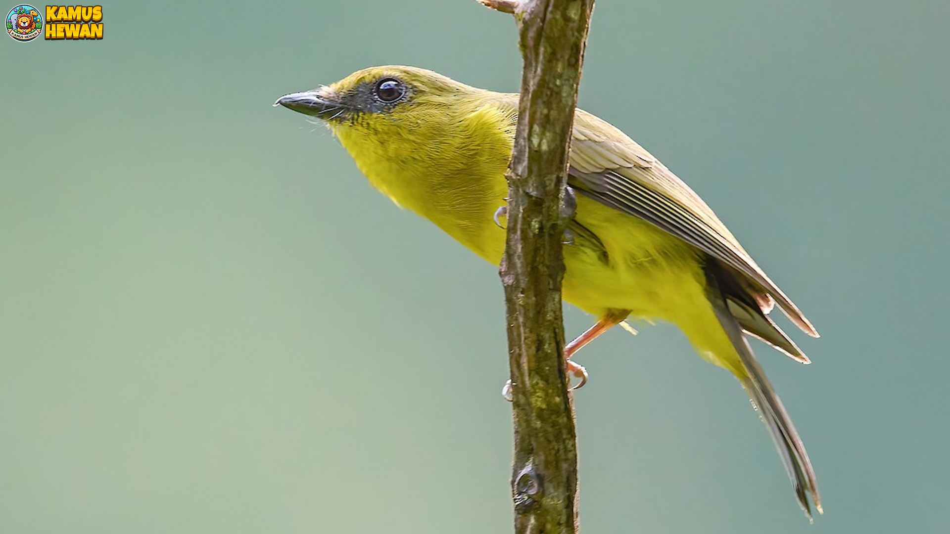 Burung Kancilan Kalimantan: 5 Alasan Baru Mengapa Jadi Ikon