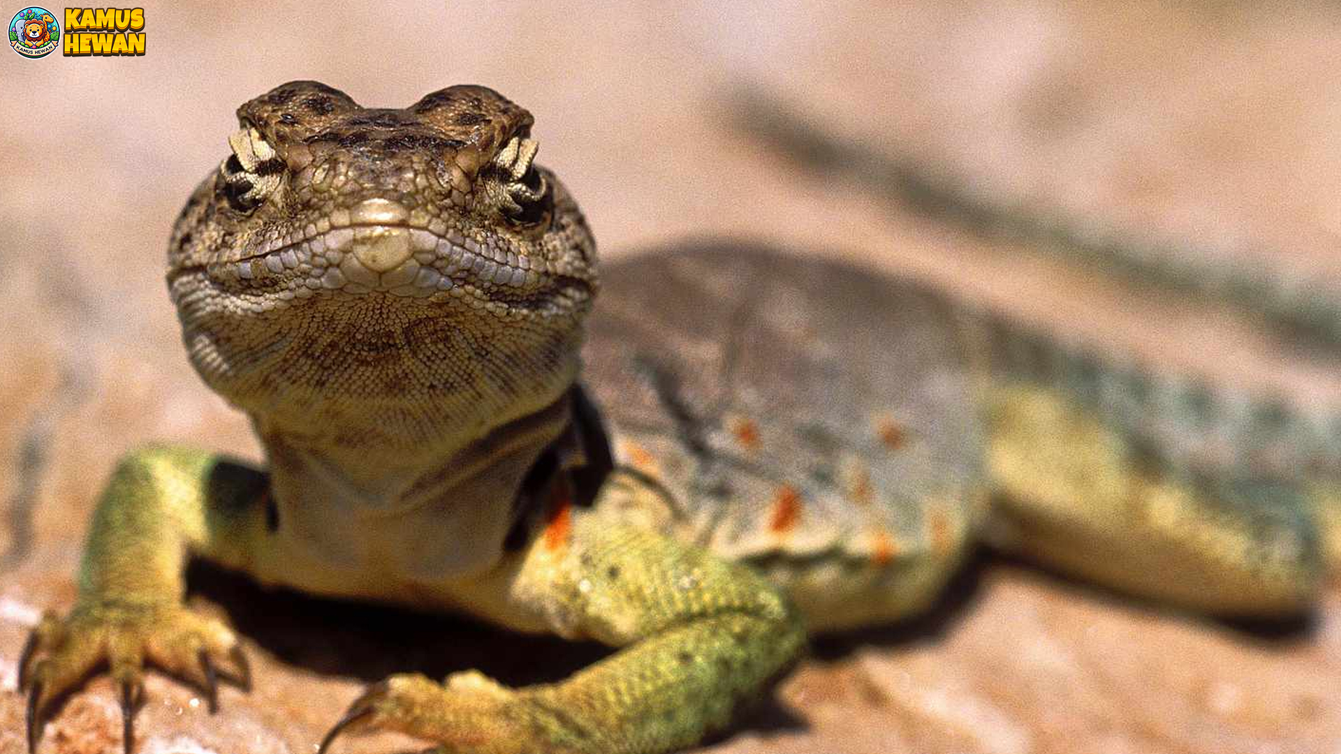 Squamata: 5 Rahasia Hidup yang Membuat Ilmuwan Terpesona 3 Squamata: 5 Rahasia Hidup yang Membuat Ilmuwan Terpesona