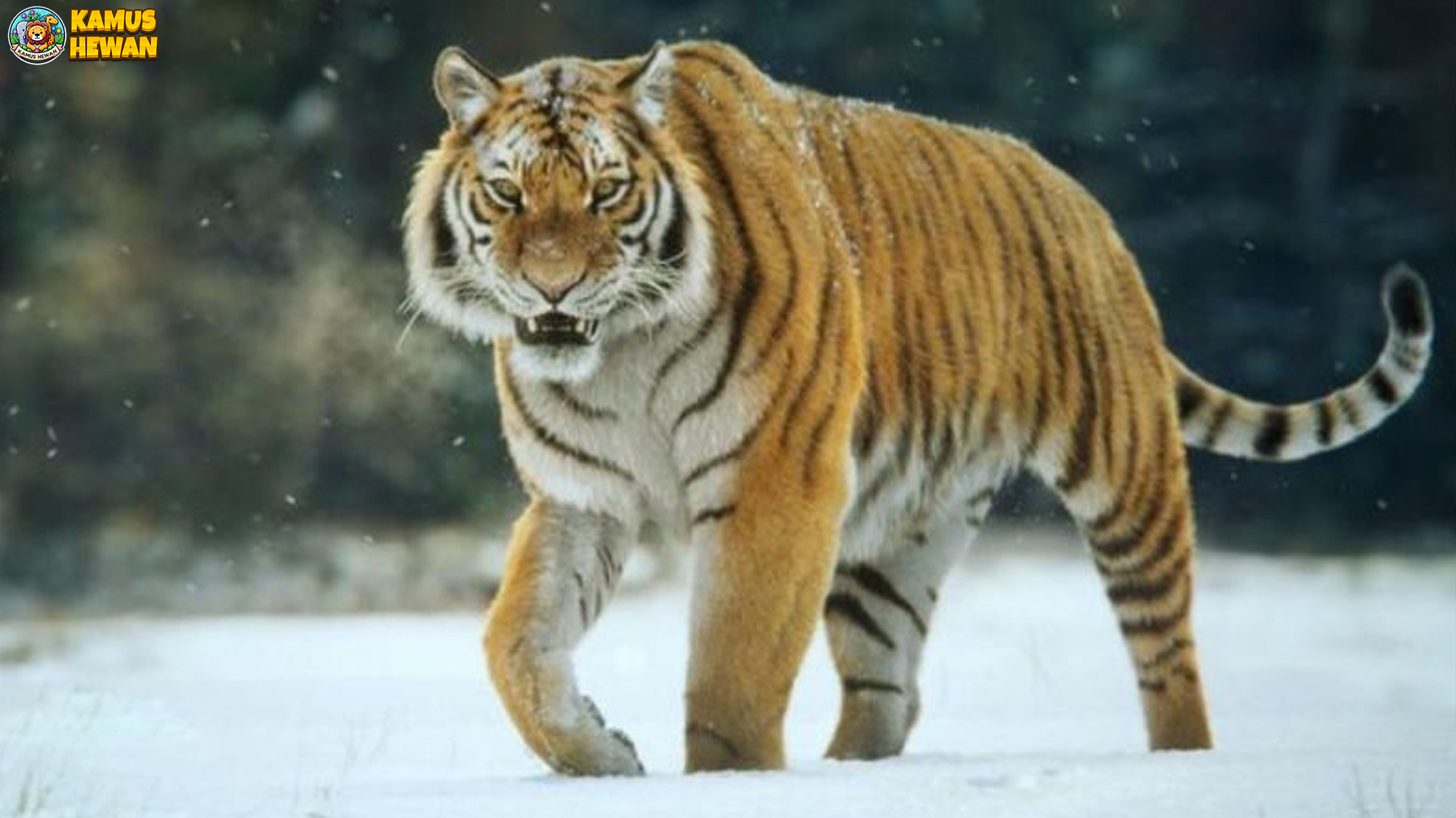 Harimau Siberia & 5 Fakta Menarik Ancaman terhadap Populasinya