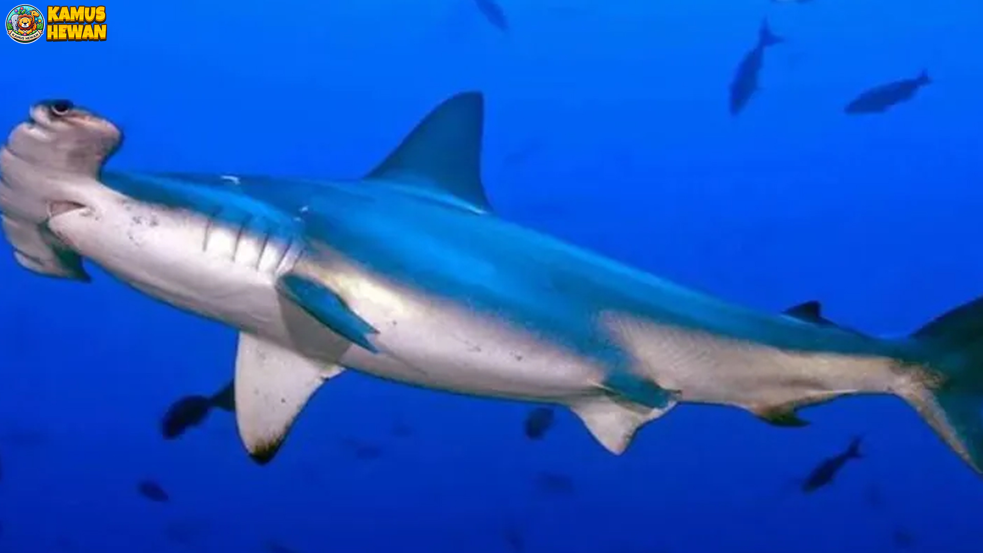 4 Habitat Baru Ikan Cucut Ronggeng yang Perlu Dilestarikan