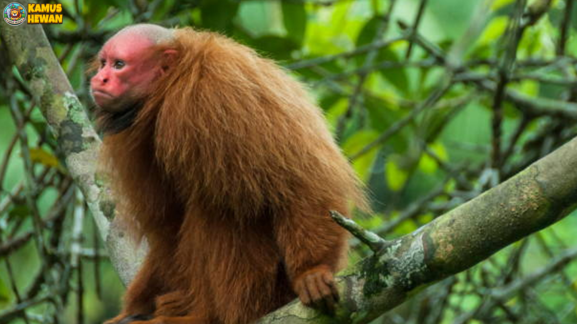 Uakari Botak dan 4 Keunikan Fisik yang Membuat Mereka Spesial