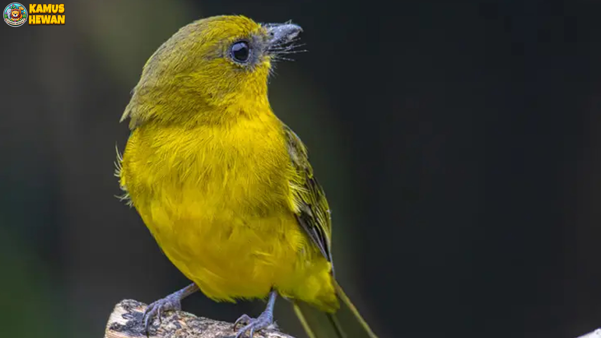 Burung Kancilan Kalimantan: 5 Alasan Baru Mengapa Jadi Ikon