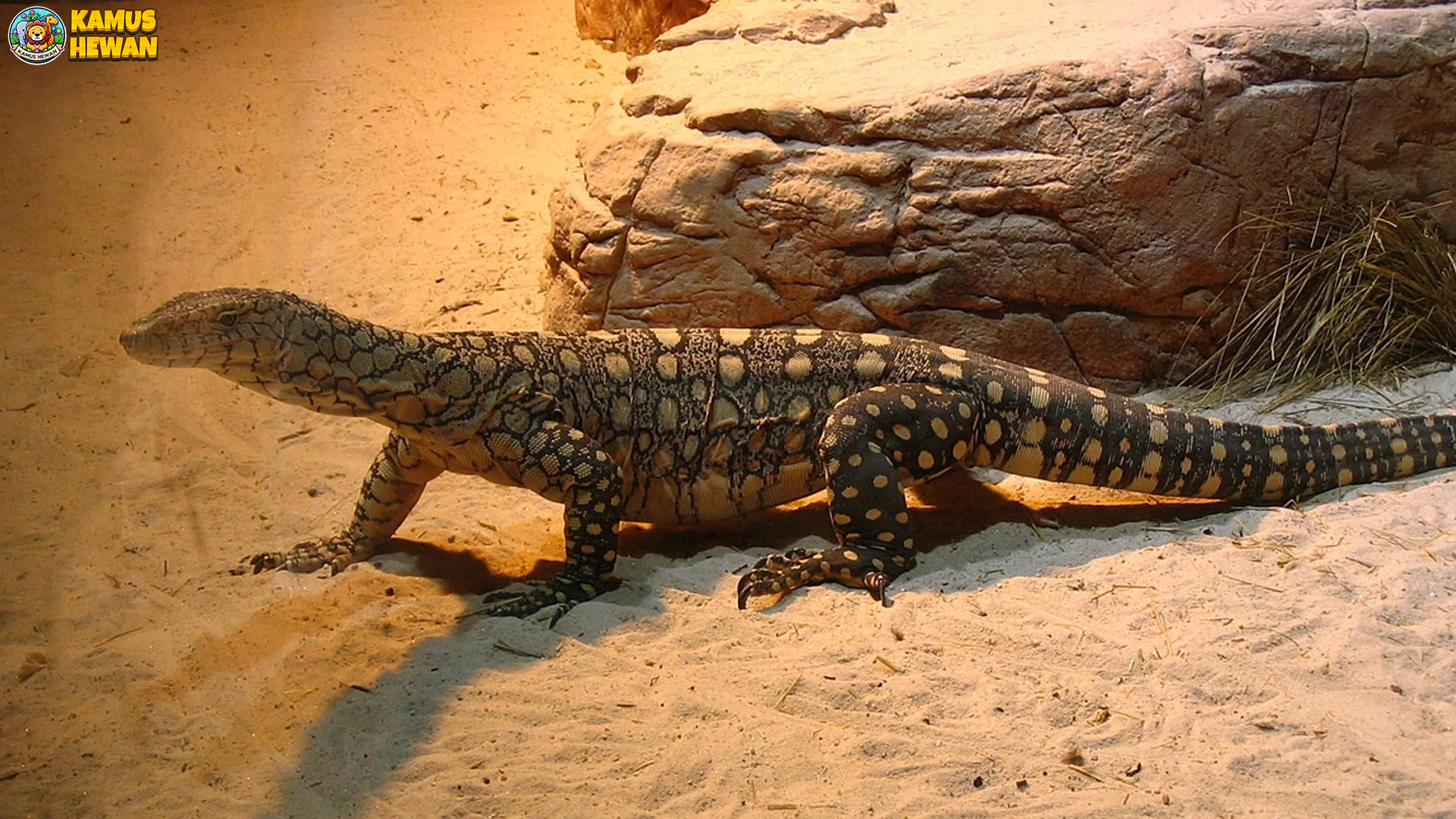 Squamata: 5 Rahasia Hidup yang Membuat Ilmuwan Terpesona 4 Squamata: 5 Rahasia Hidup yang Membuat Ilmuwan Terpesona