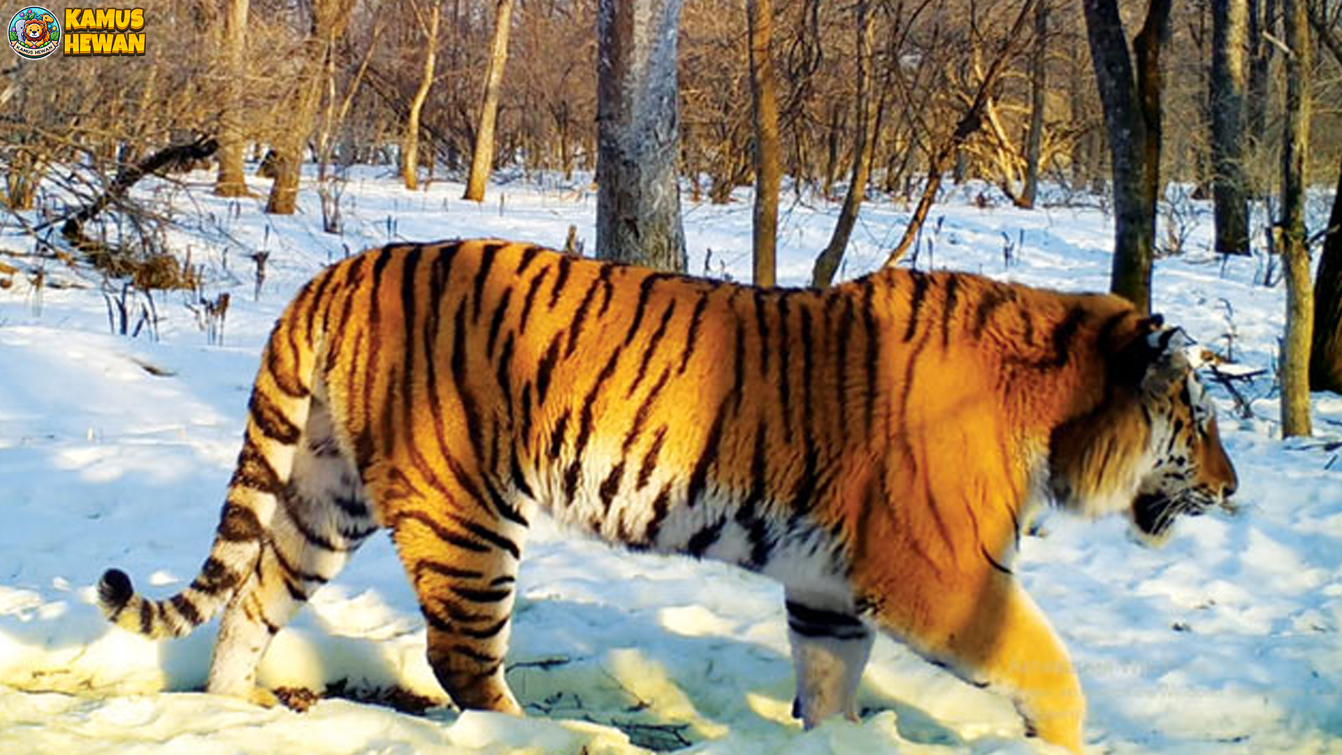 Harimau Siberia & 5 Fakta Menarik Ancaman terhadap Populasinya