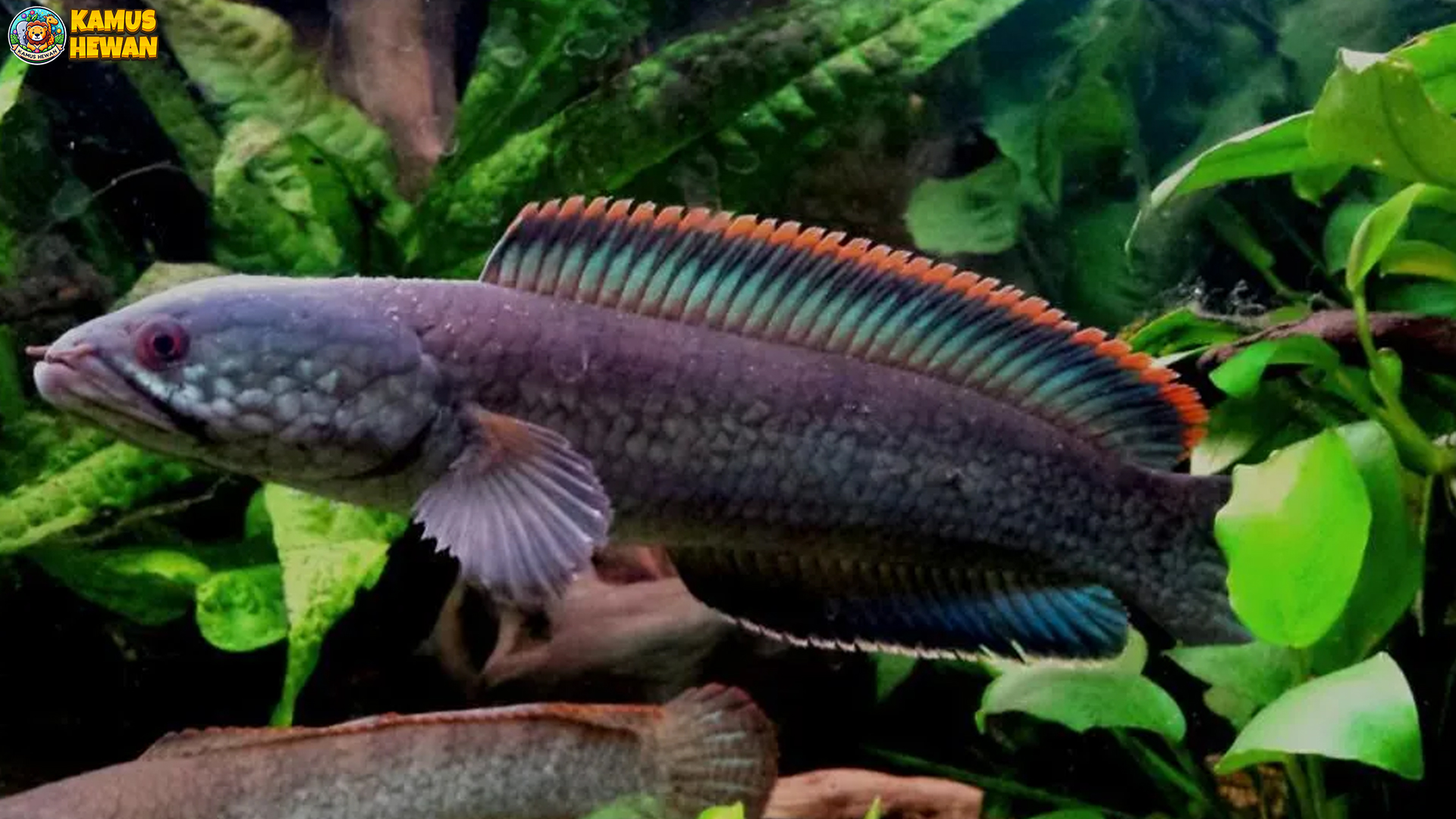 Ikan Bogo: 4 Fakta Menarik tentang Habitat dan Karakteristiknya