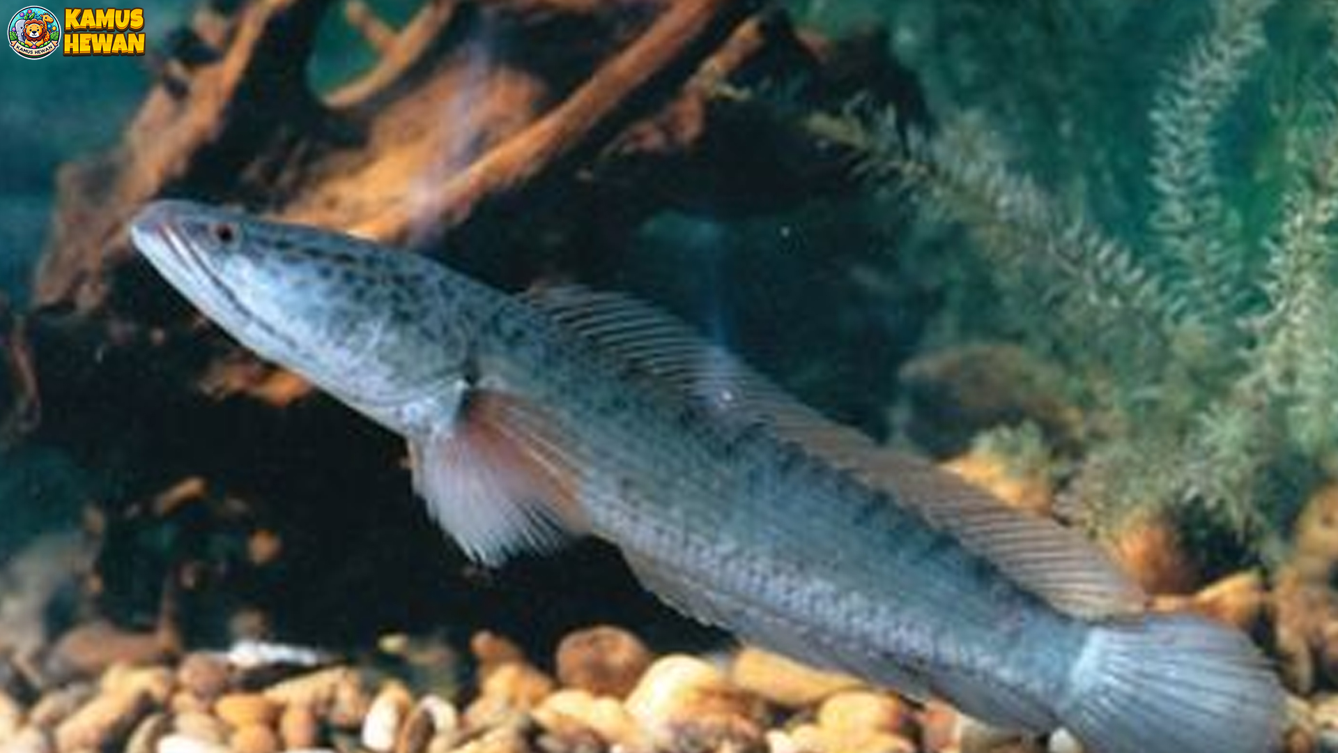 Ikan Bogo: 4 Fakta Menarik tentang Habitat dan Karakteristiknya