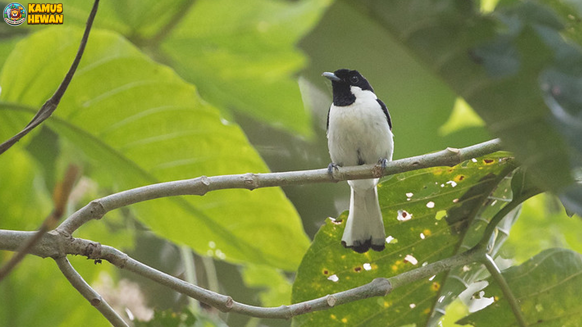 Burung Kehicap Boano dan 6 Hal Menarik di Alam Liar