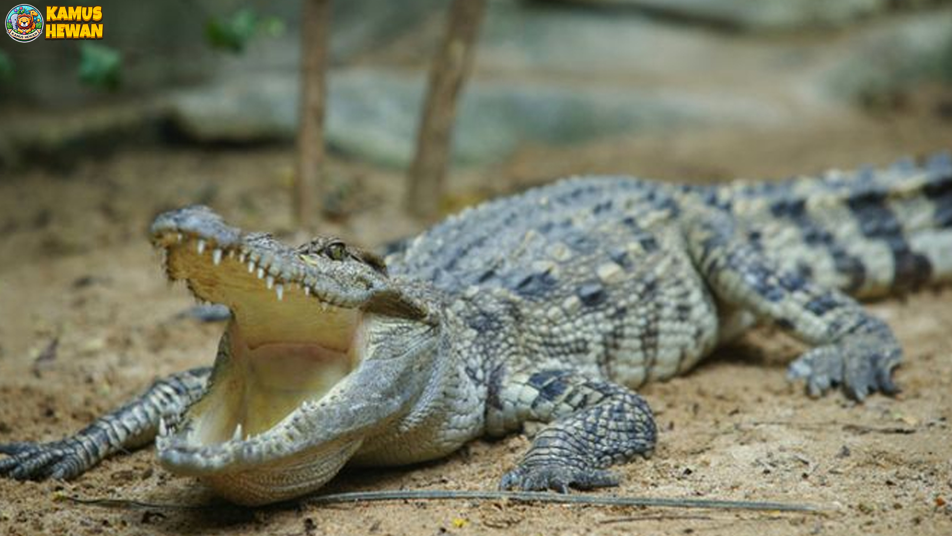 5 Keunggulan Buaya Siam yang Membuatnya Ikon Predator Air