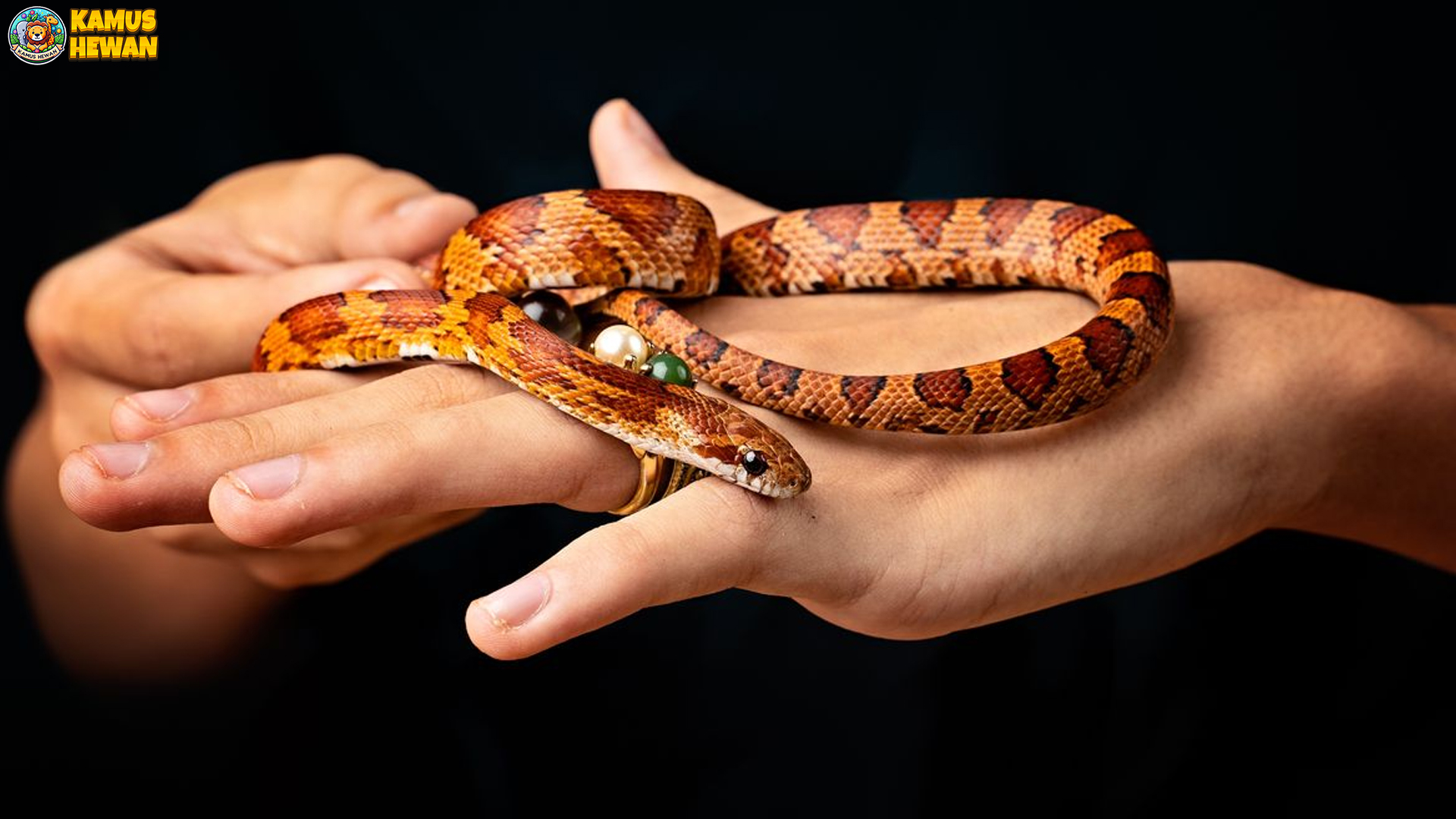 Ular Jagung Membawa 4 Fakta Edukatif bagi Pecinta Reptil