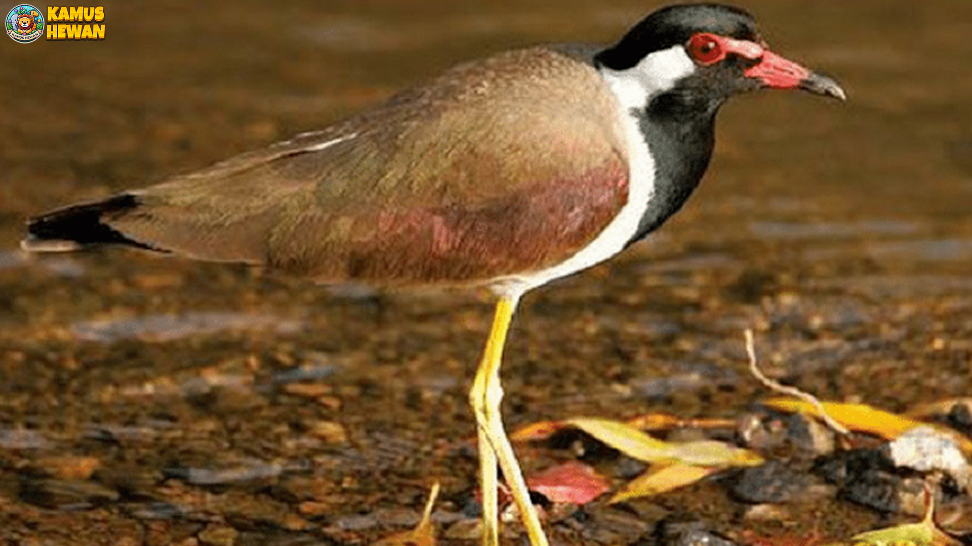 Menelusuri Truleg Jawa: 5 Karakteristik yang Membuatnya Memikat 4 Menelusuri Truleg Jawa: 5 Karakteristik yang Membuatnya Memikat