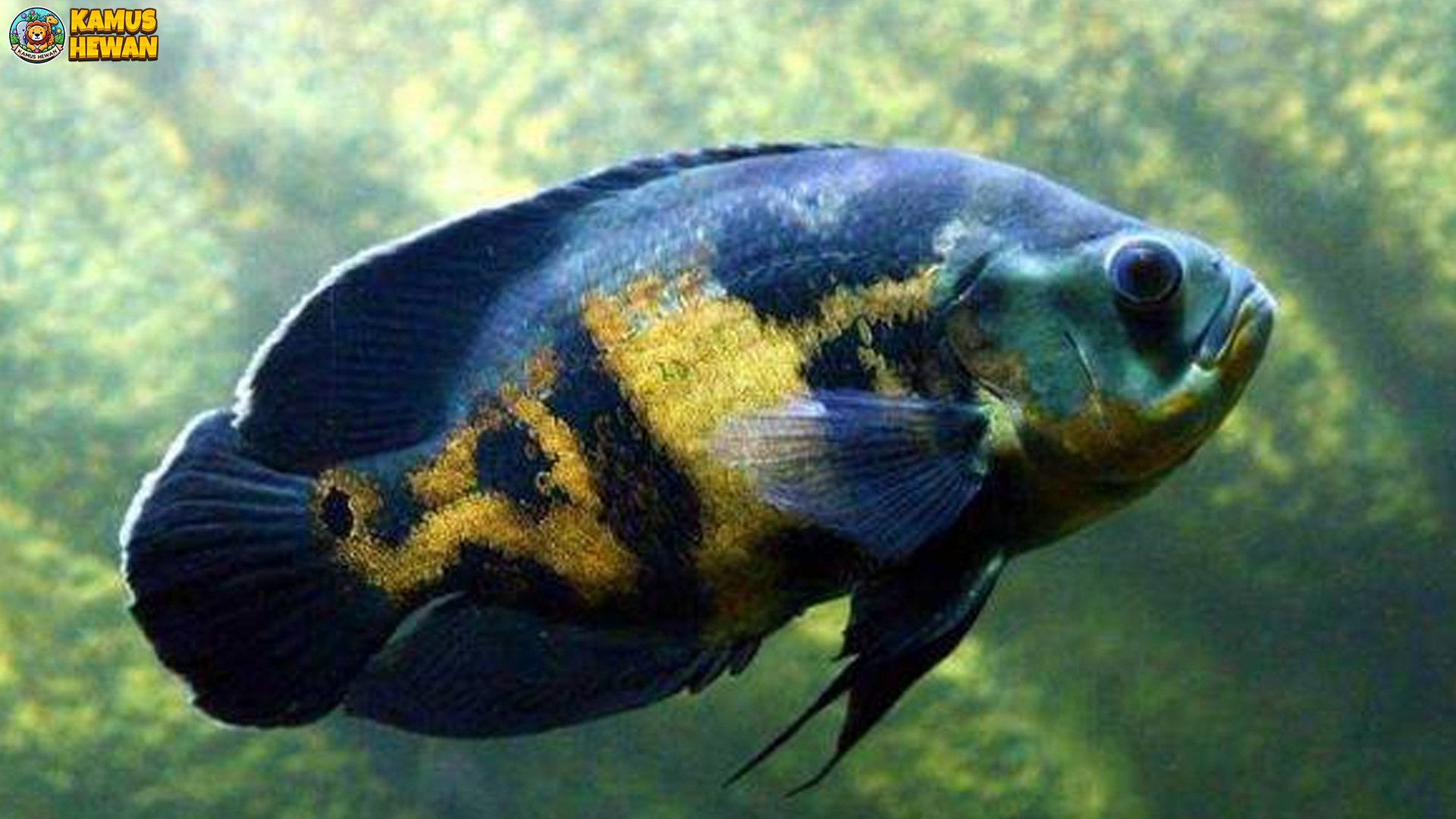 Ikan Oscar: 4 Hal Menarik tentang Perawatan & Habitatnya 4 Ikan Oscar: 4 Hal Menarik tentang Perawatan & Habitatnya