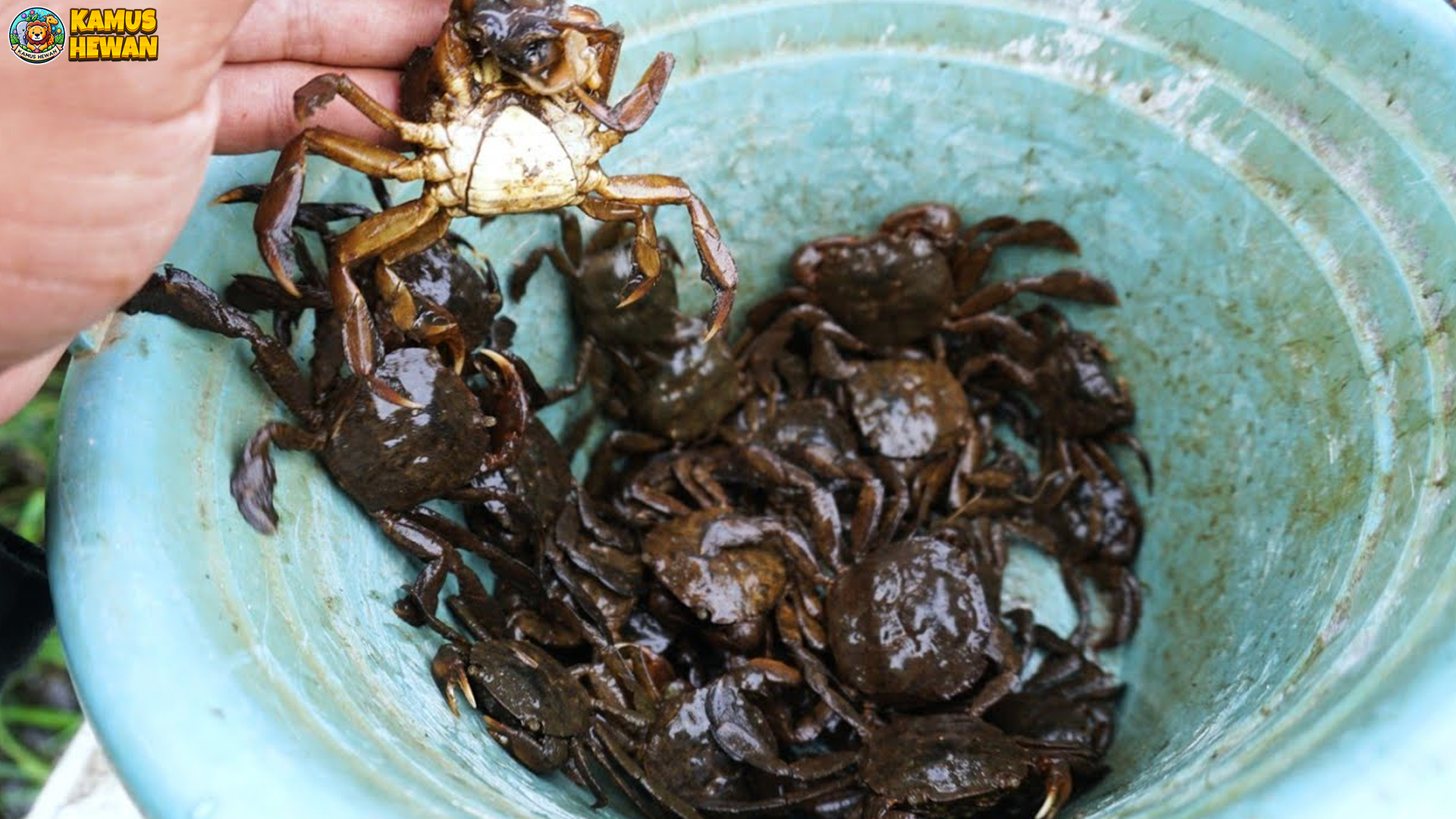 Menyelami Dunia Kepiting Kampat: 5 Keunikan yang Memikat