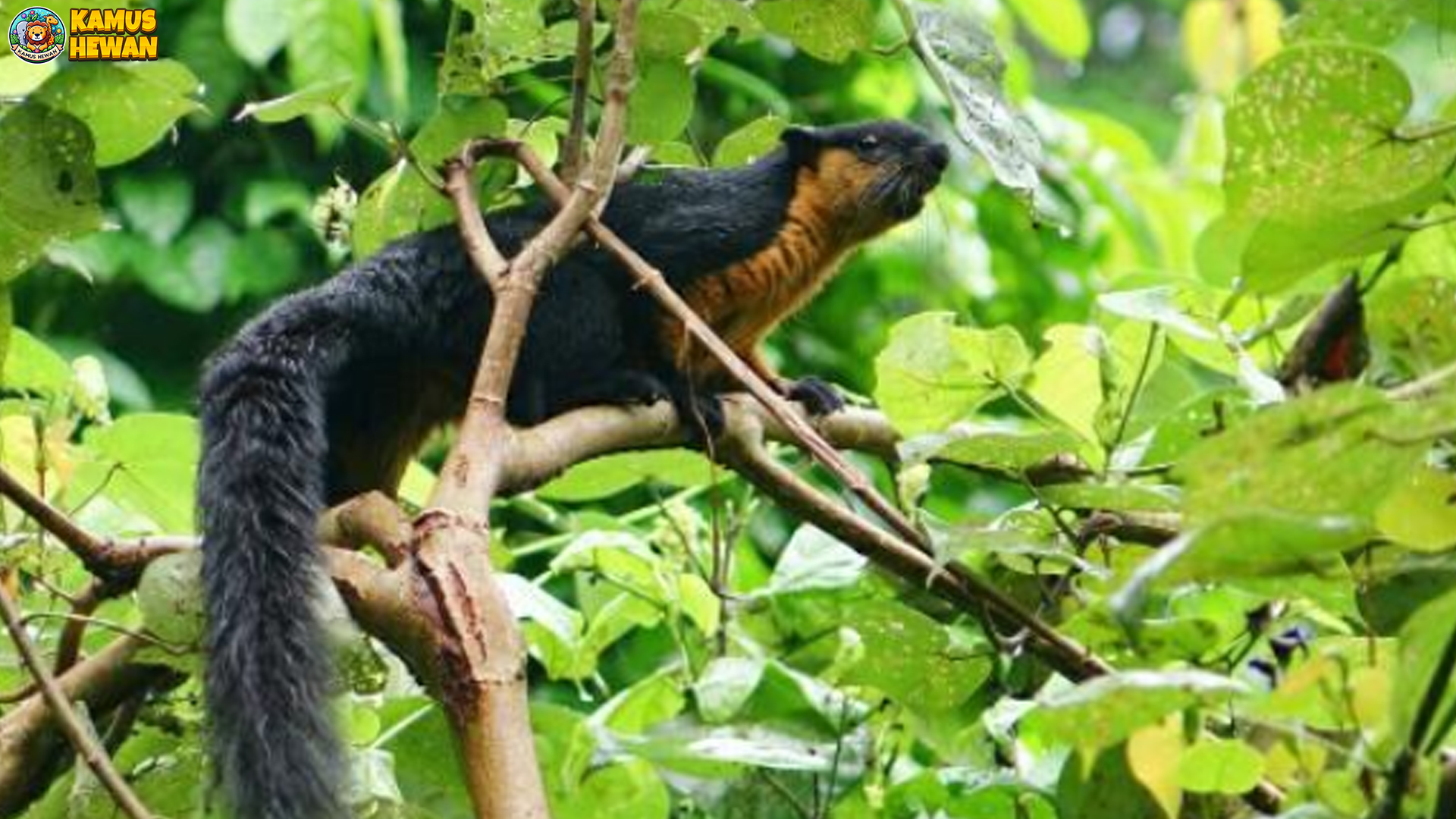 Jelarang India: 4 Rahasia Hidup dan Perilakunya di Alam Liar