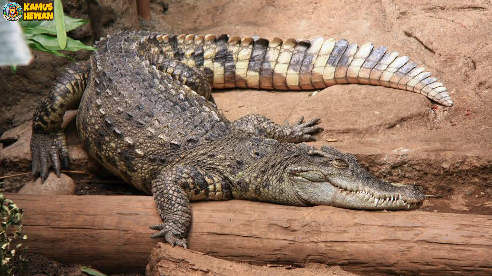 5 Keunggulan Buaya Siam yang Membuatnya Ikon Predator Air